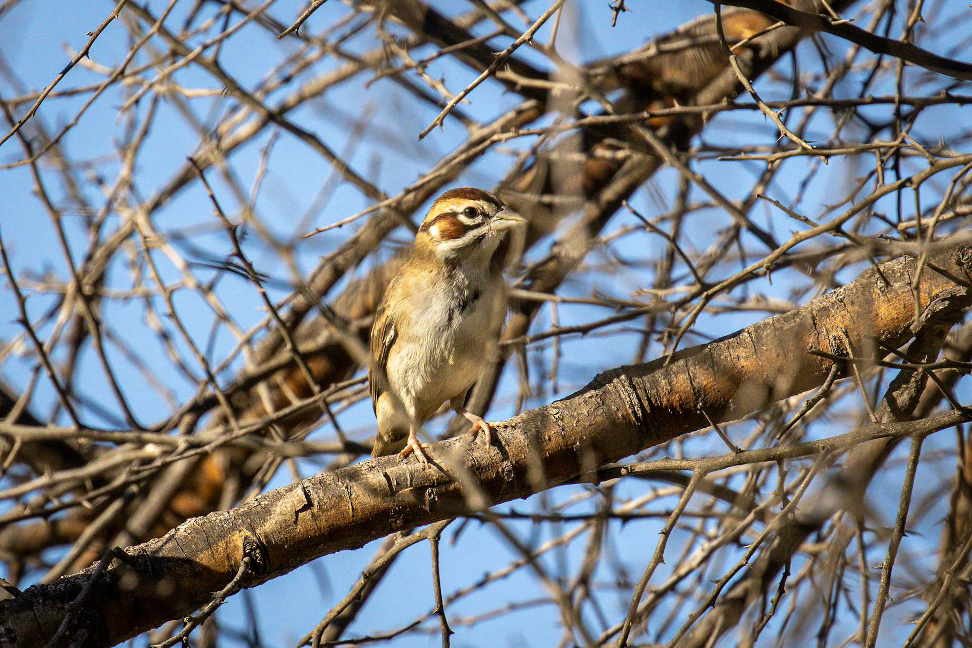 Lark Sparrow
