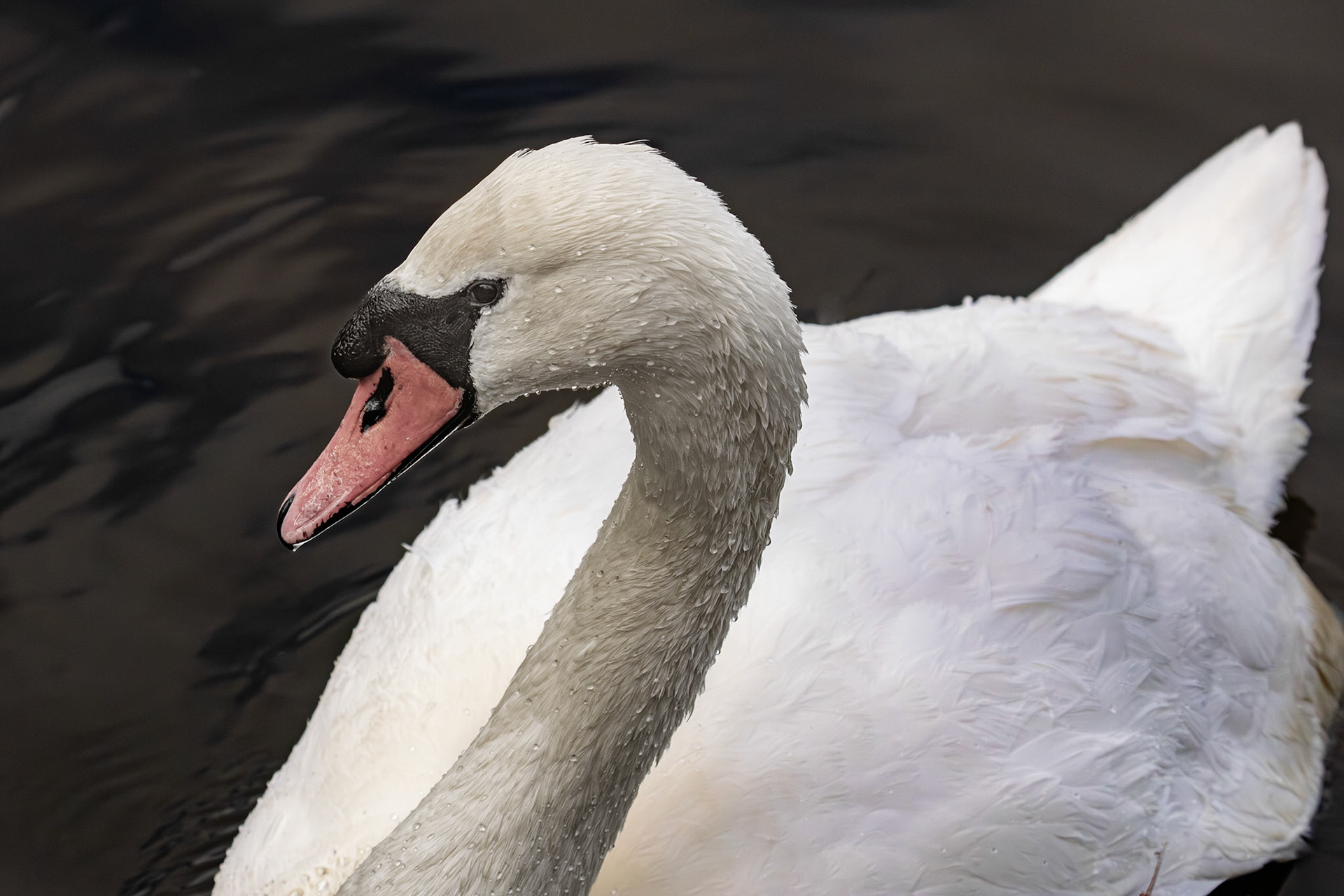 Mute Swan