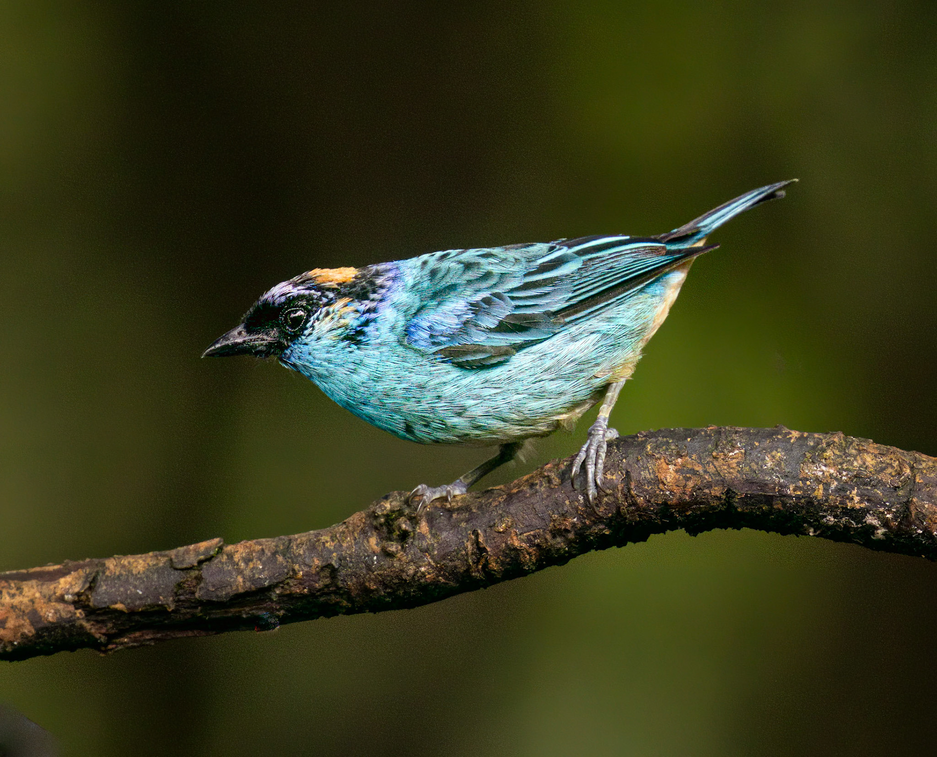 Golden-naped Tanager