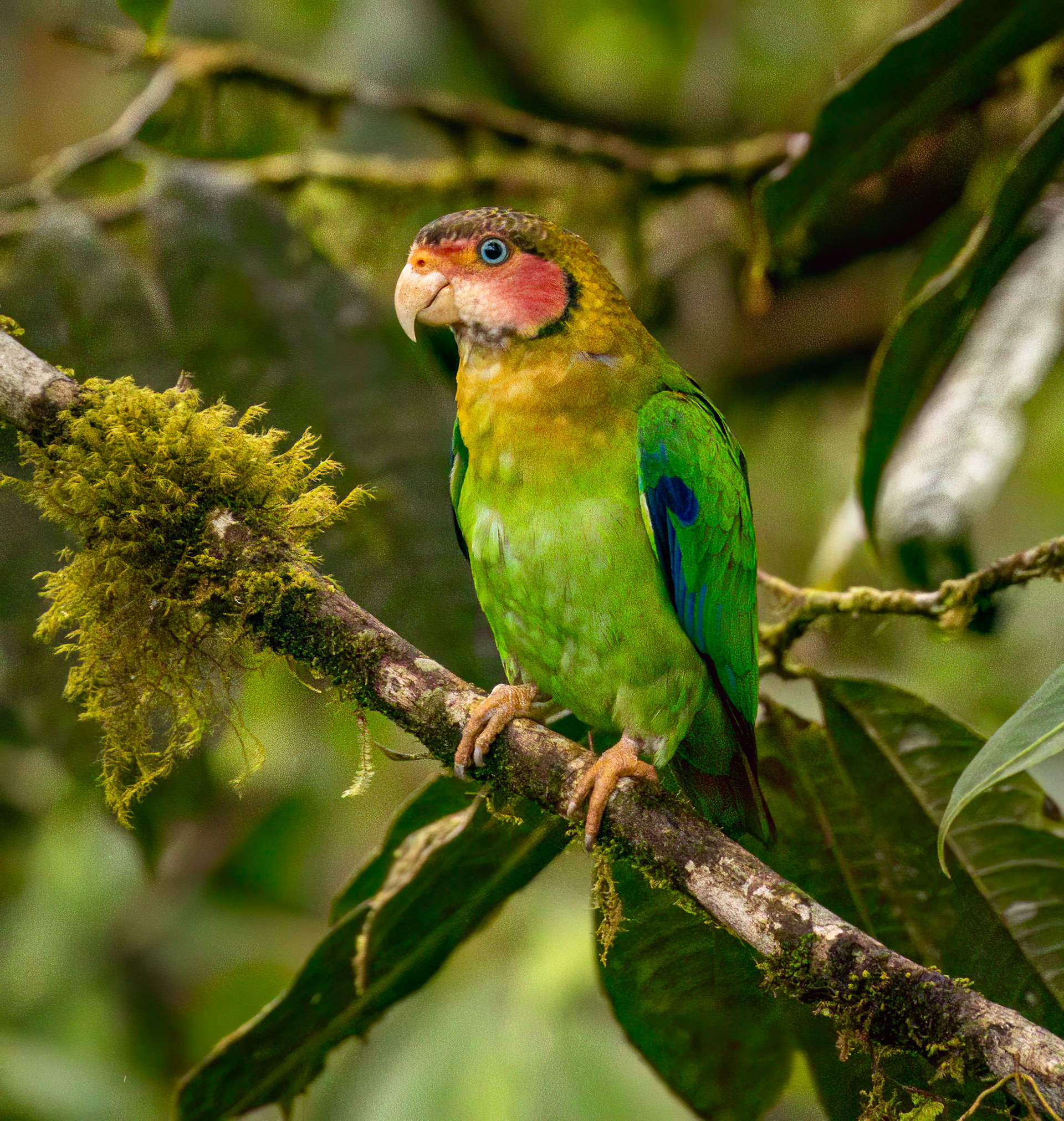 Rose-faced Parrot