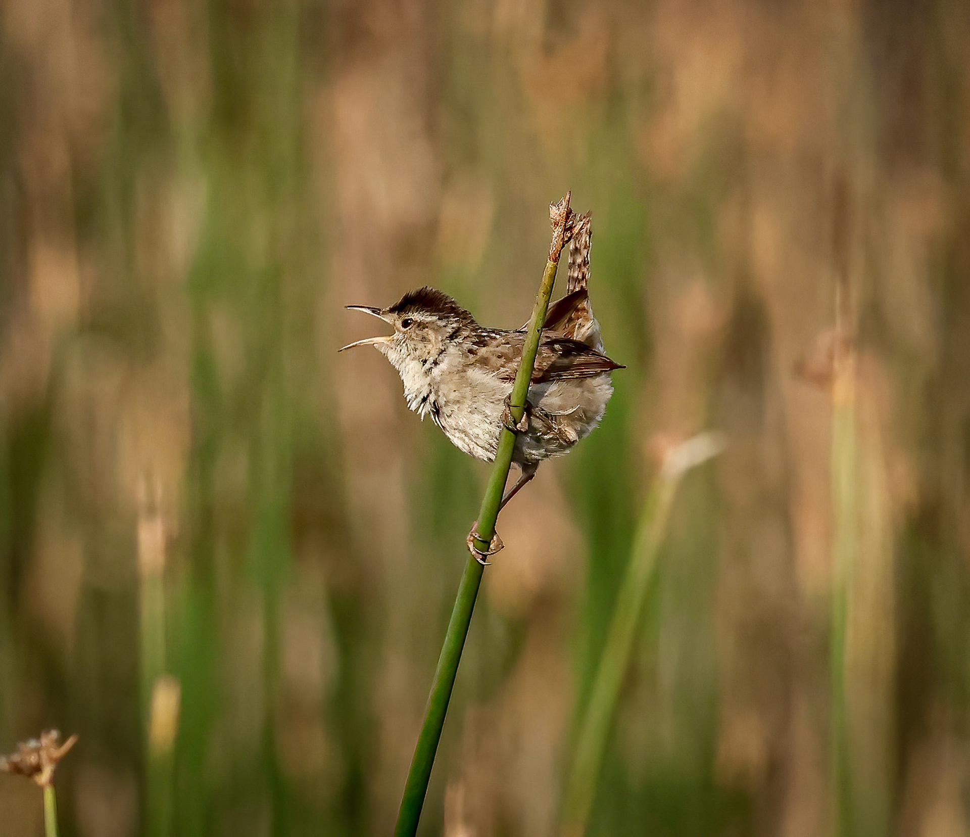 Marsh Wren