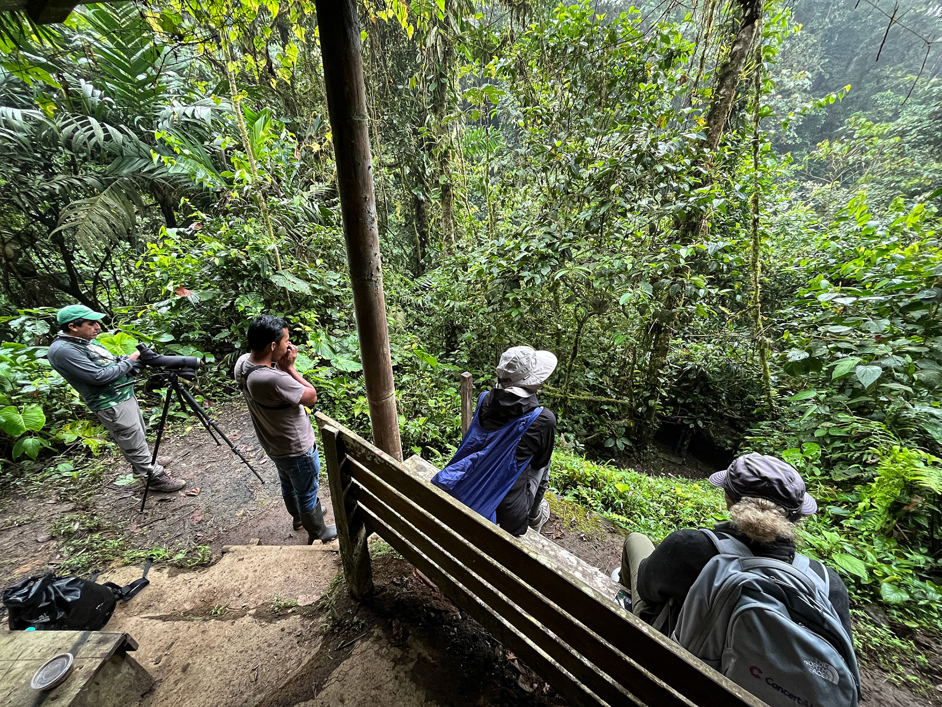 Calling the Plain-backed Antpita