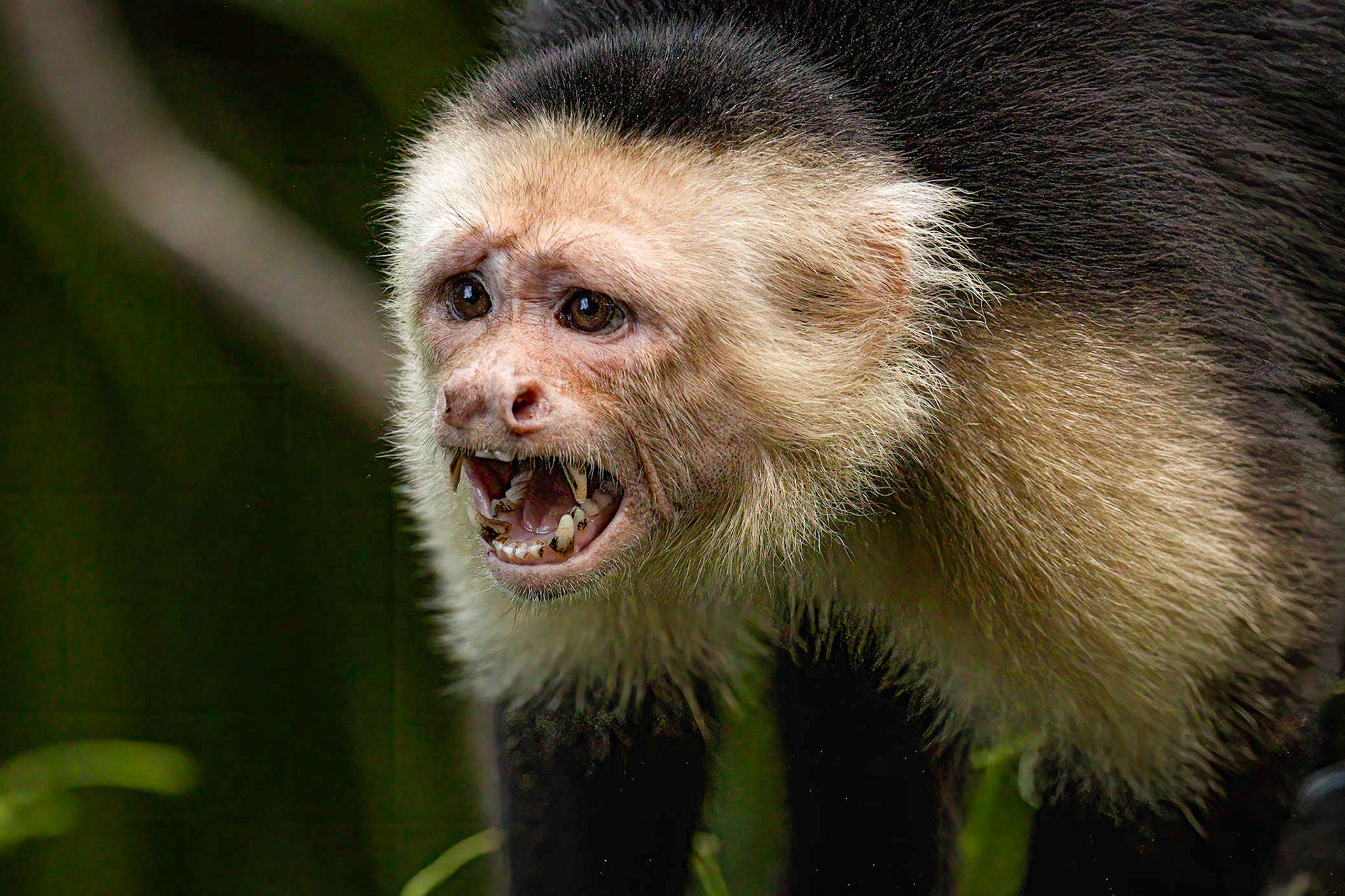 Capuchin Monkey
