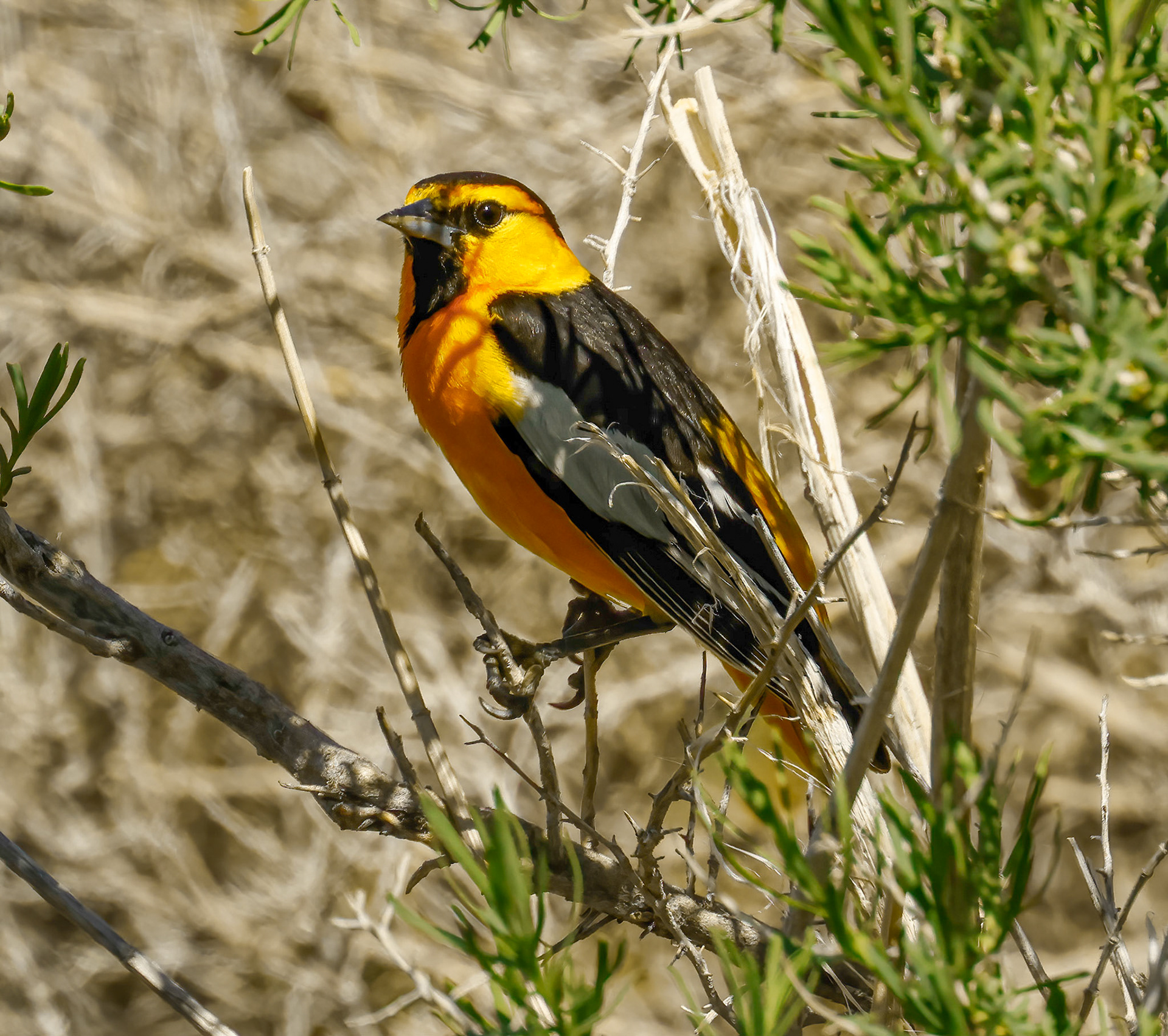 Bullock's Oriole