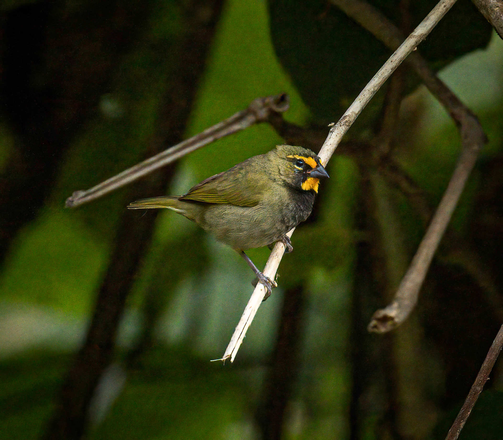 Yellow-faced Grassquit