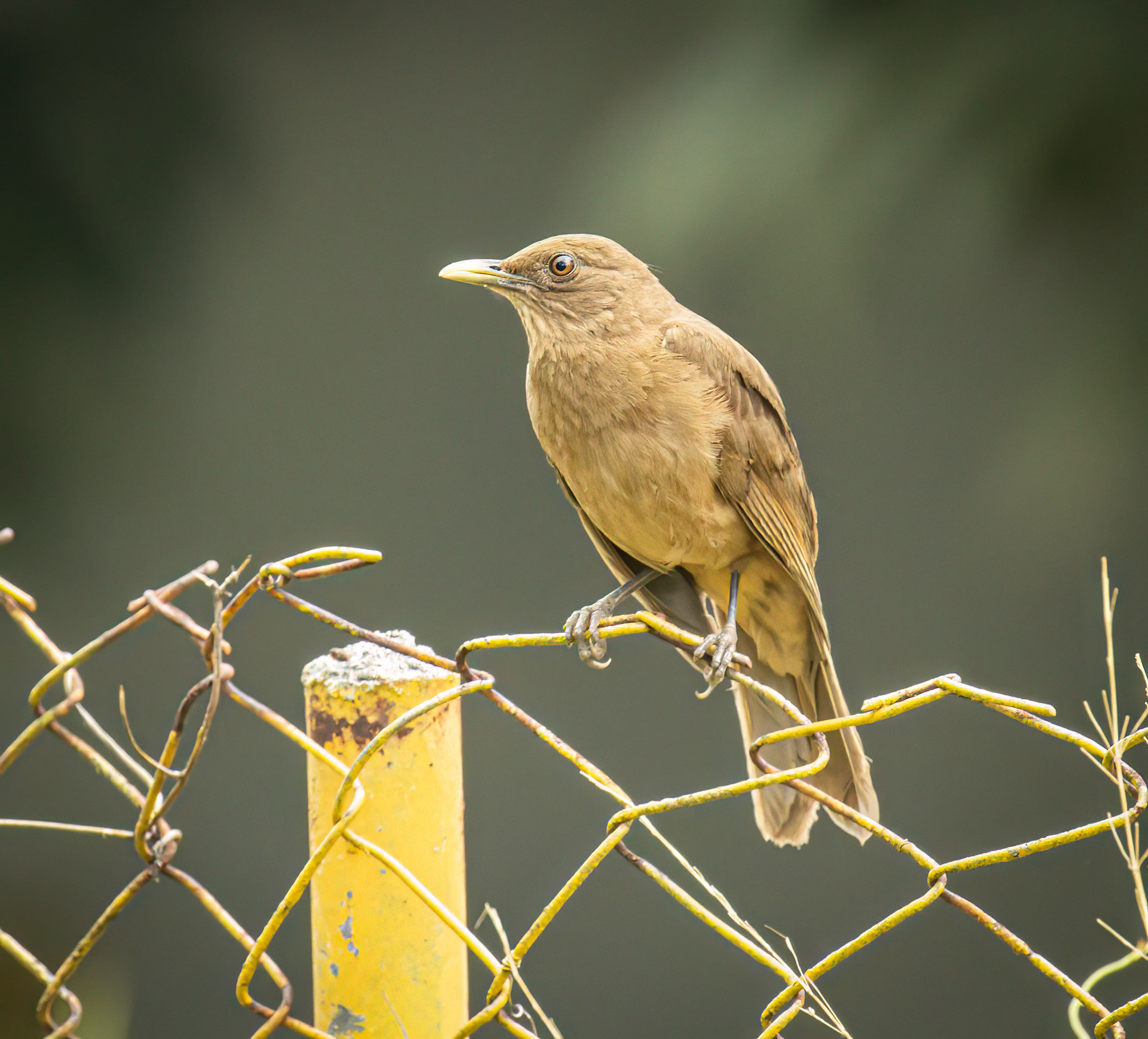 Clay-colored Thrush