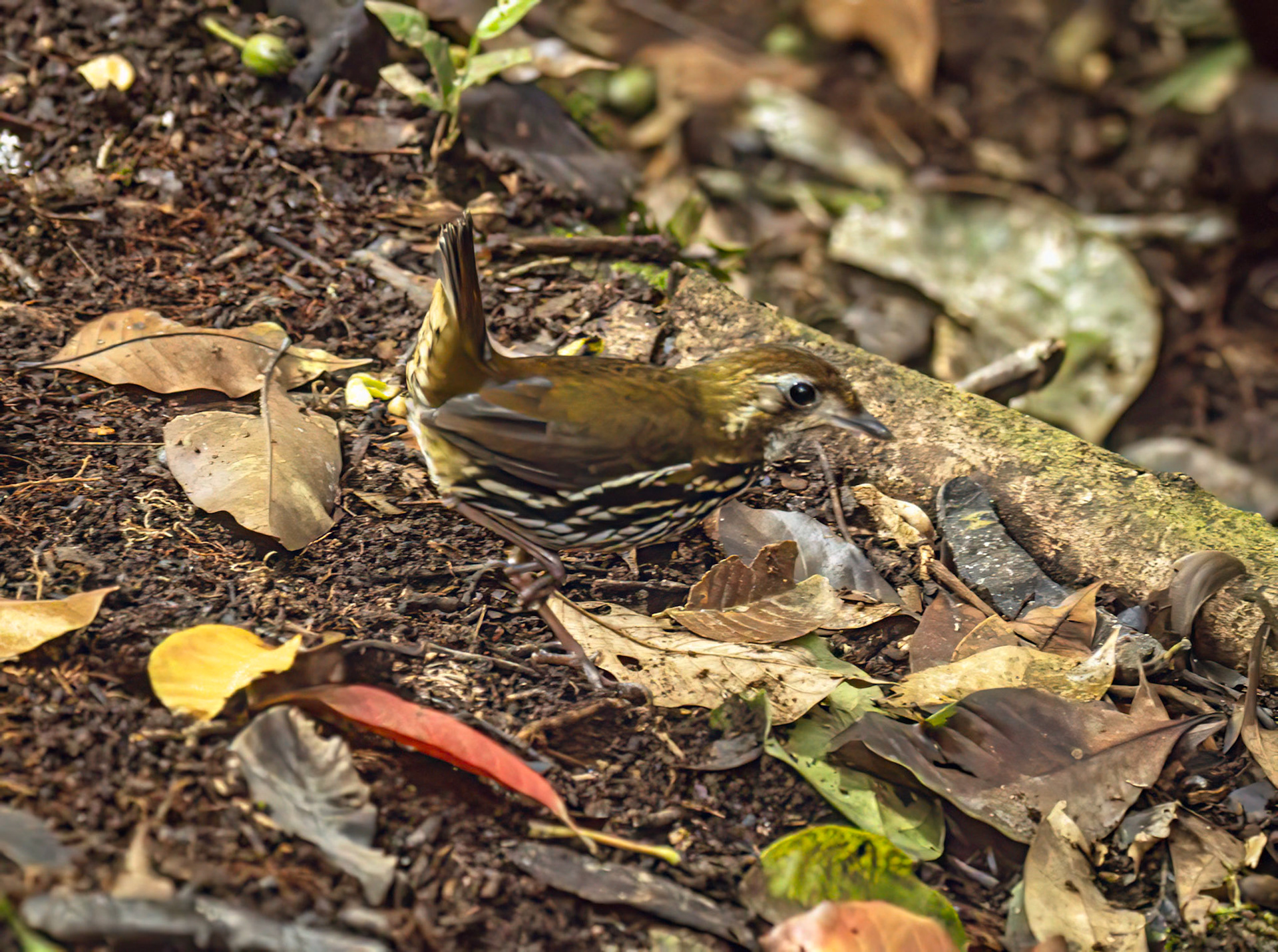 Short-tailed Antthrush