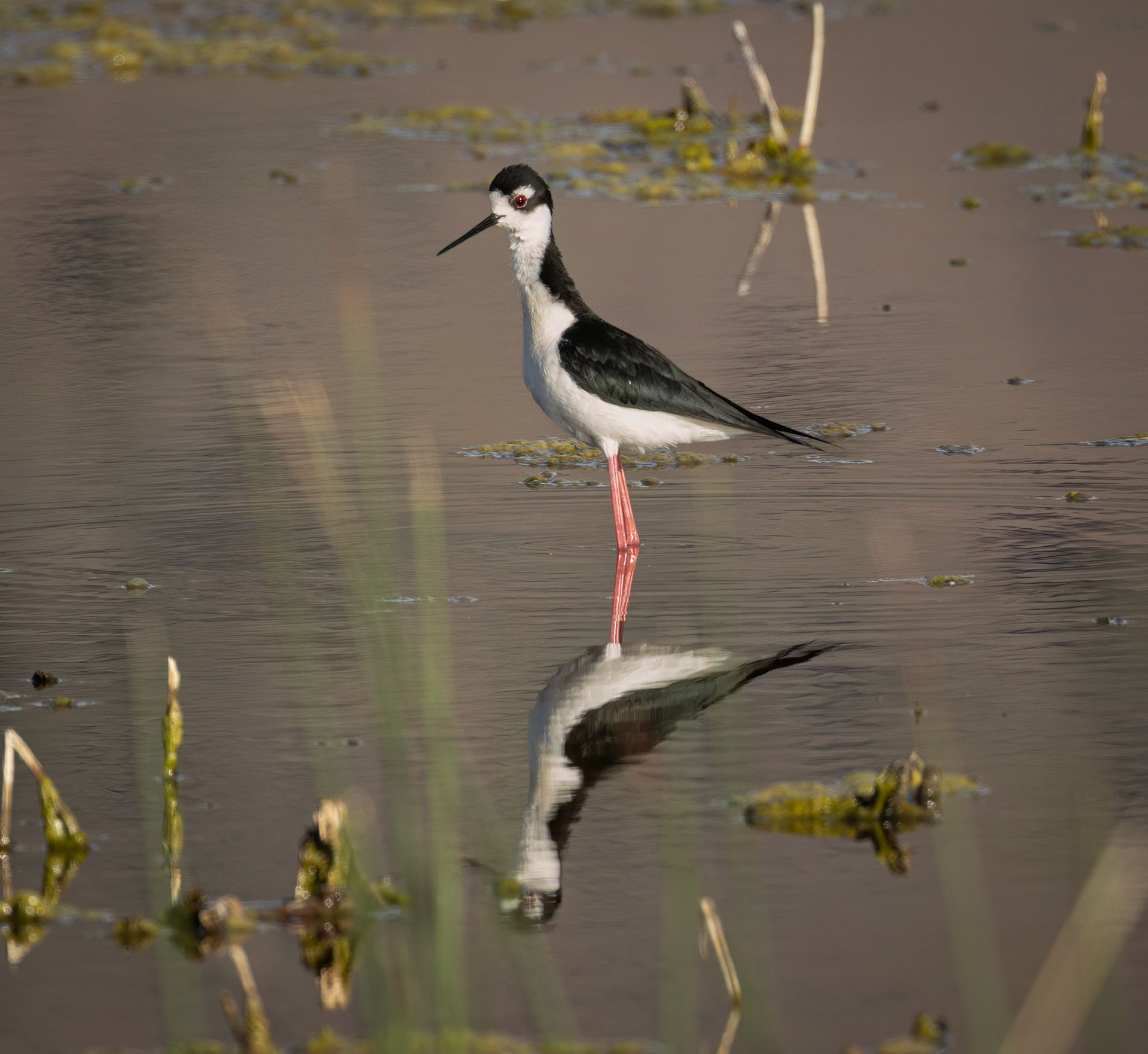 Black-necked Stilt: Summer Lake Wildlife Area