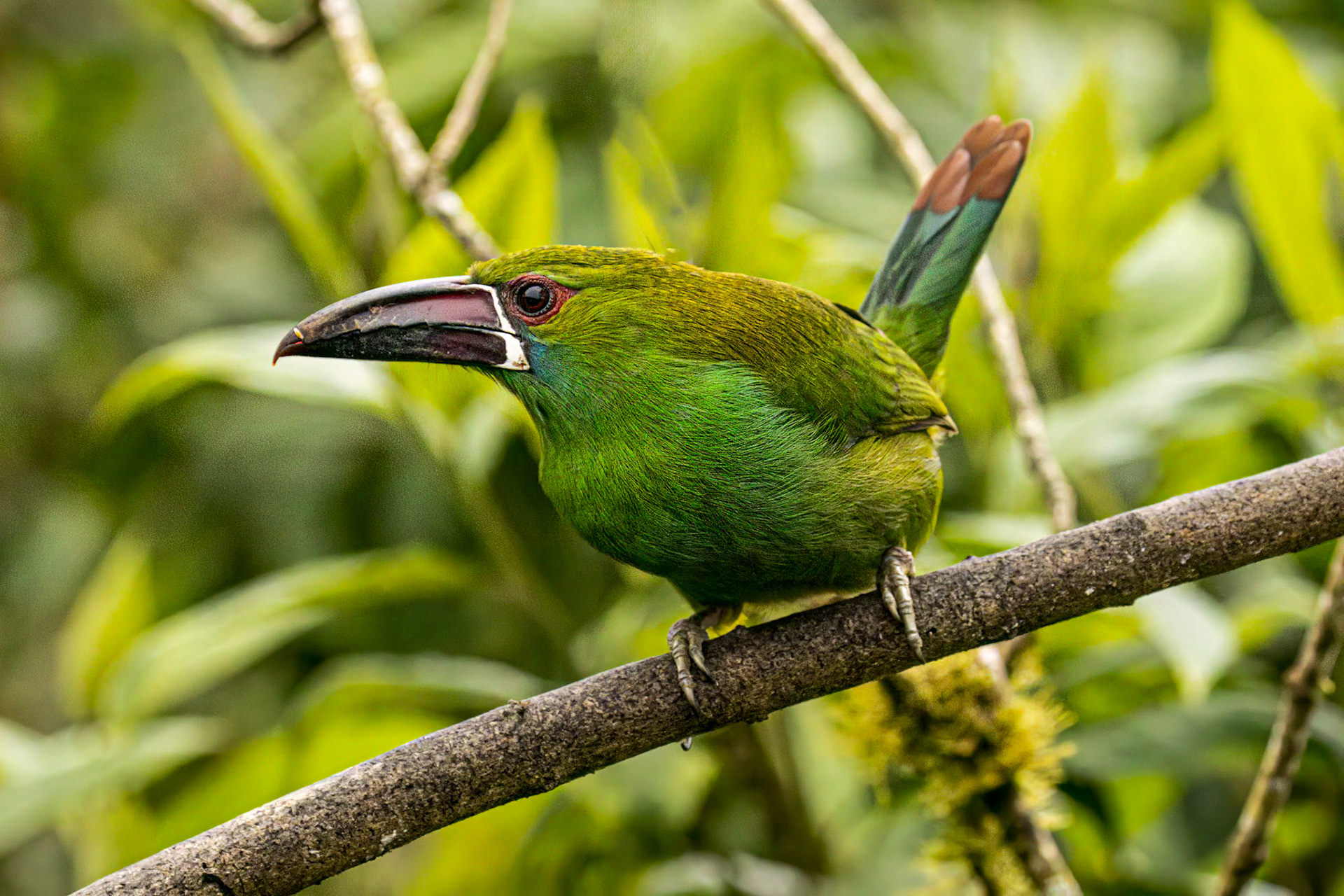 Crimson-rumped Toucanette