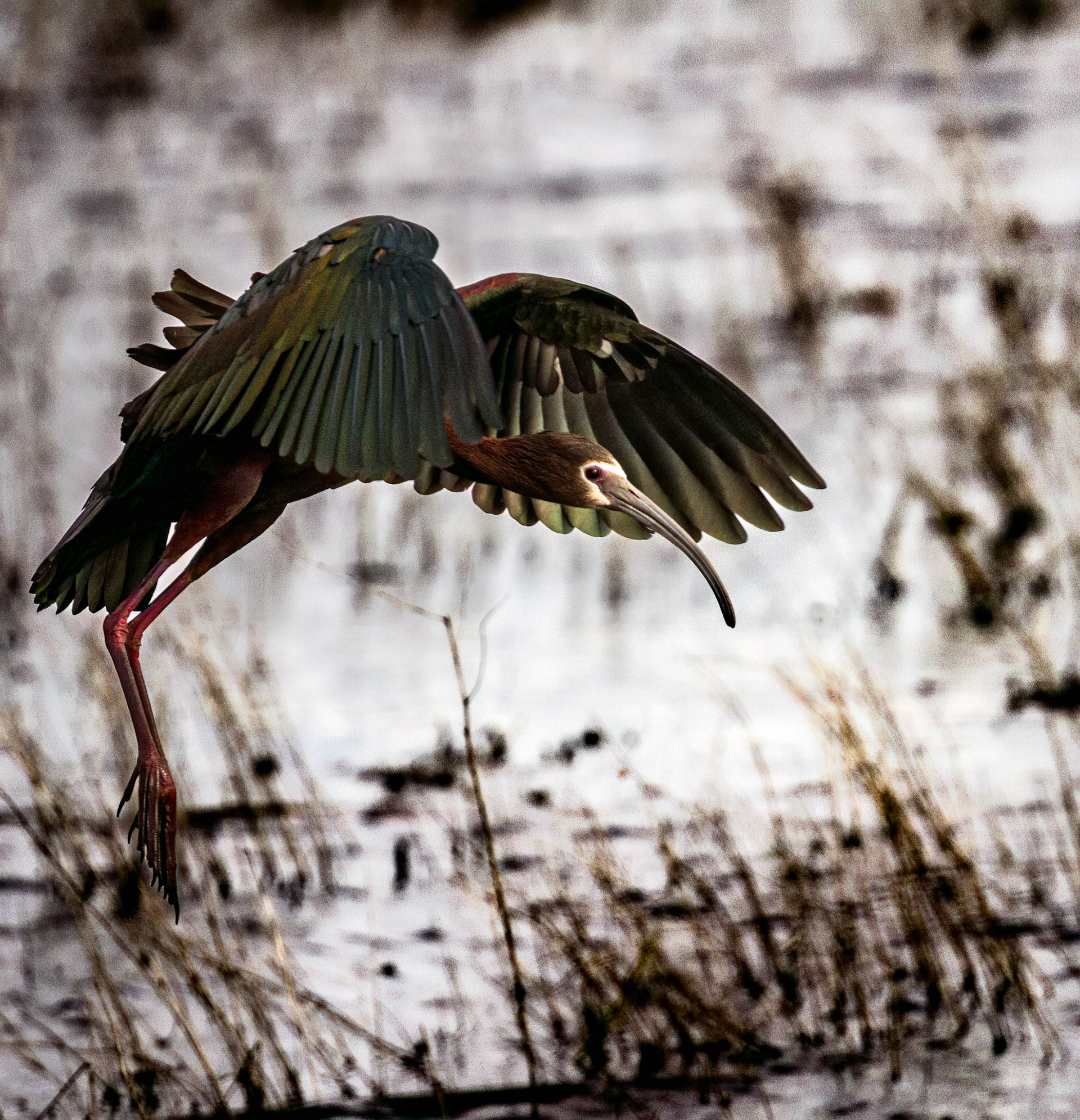 White-faced Ibis