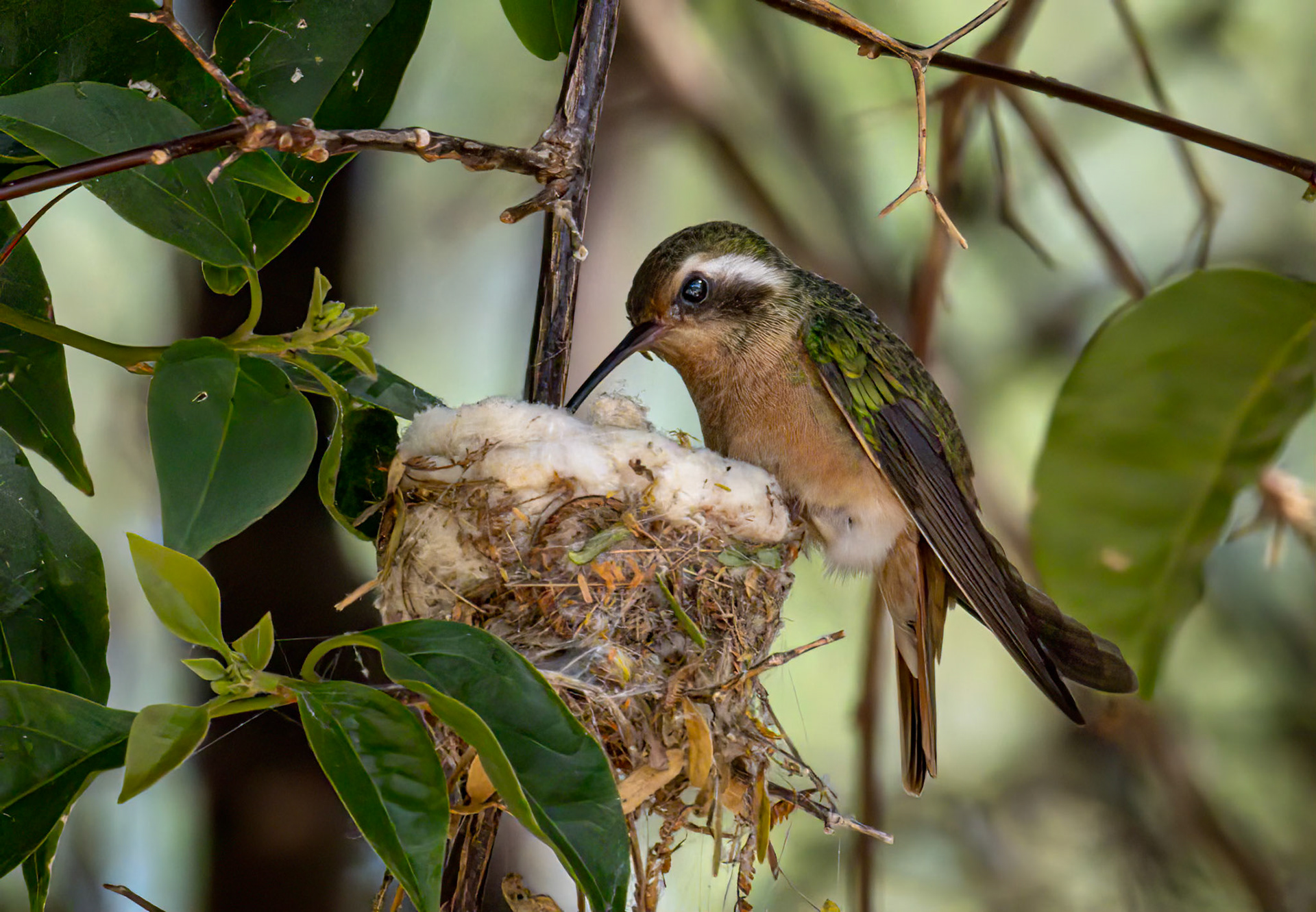 Xantus's Hummingbird