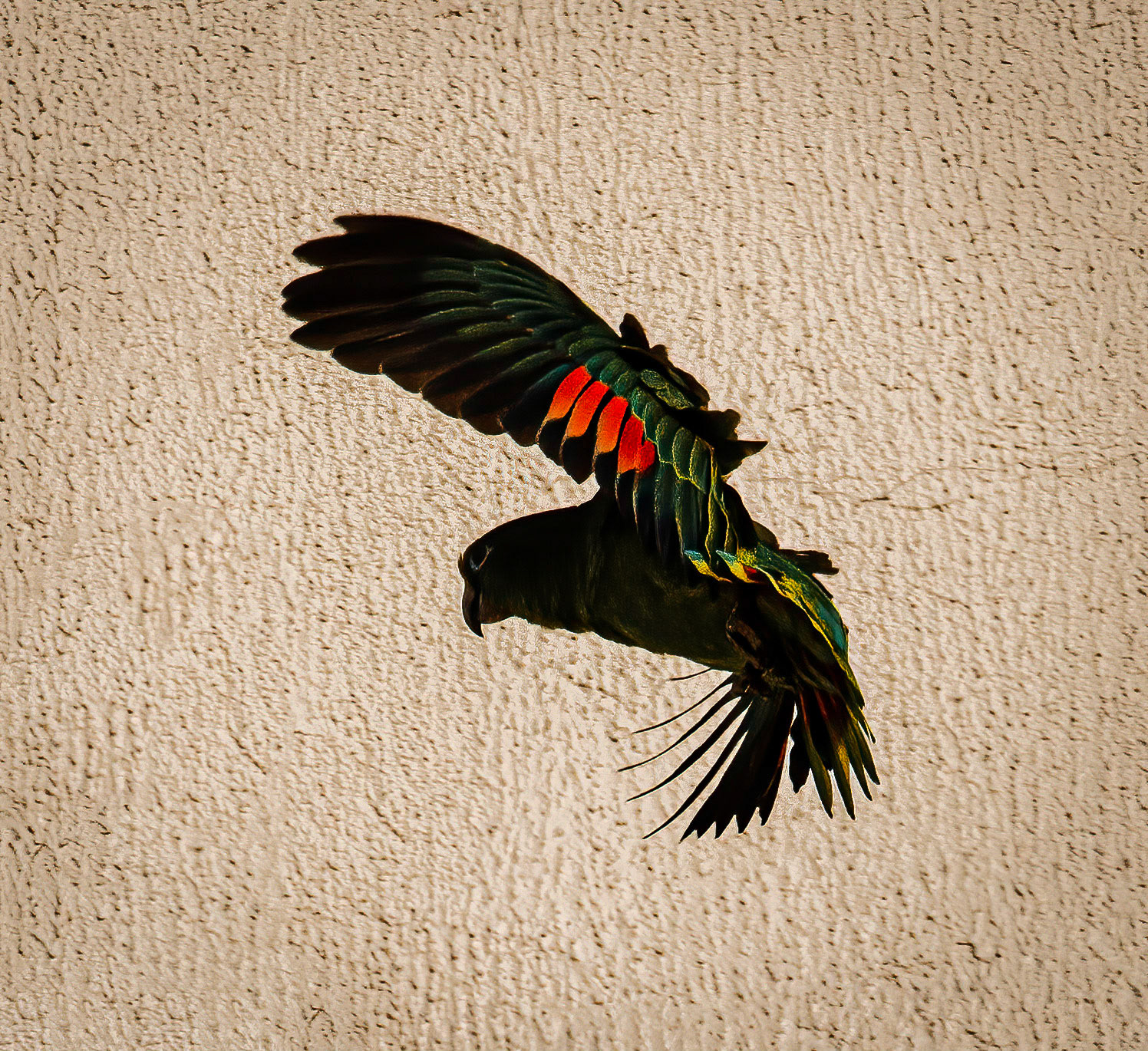 Yellow-crowned Parrot