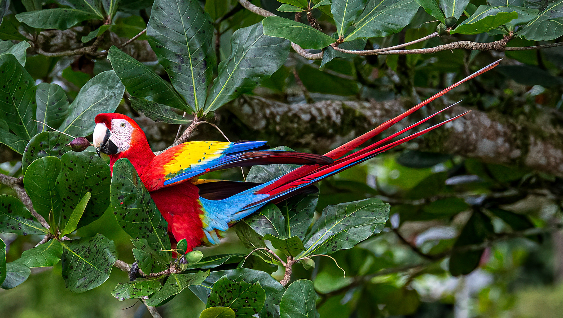 Scarlet Macaw