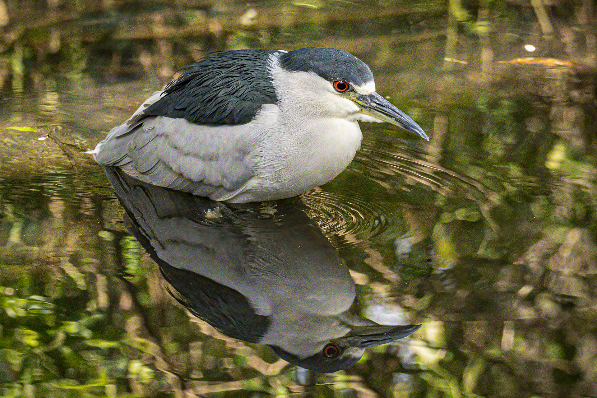 Black-crowned Night Heron