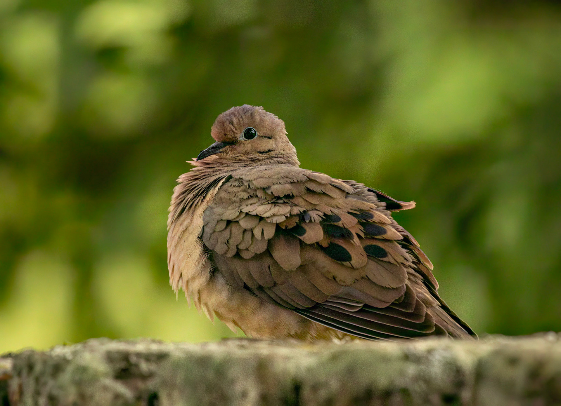 Eared Dove