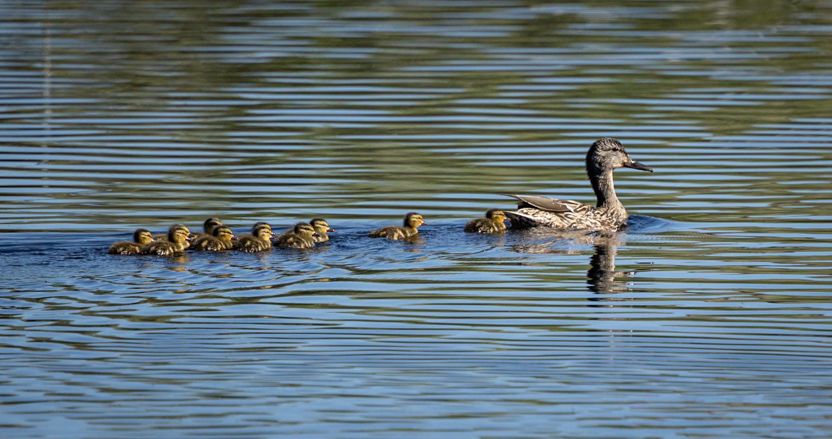 Cinnamon Teal Duck &amp; Chicks