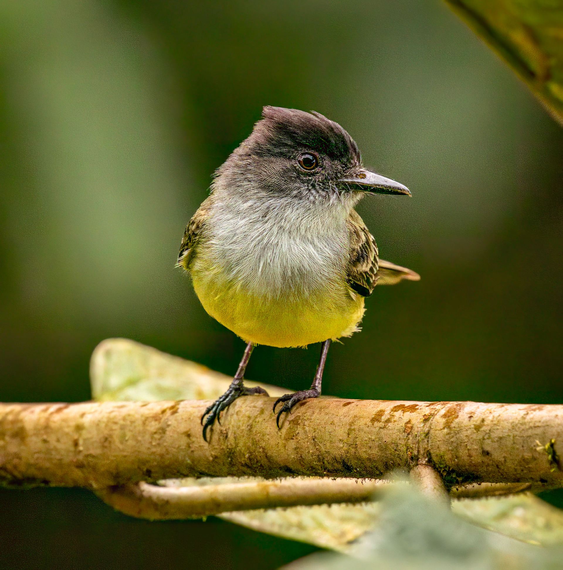 Dusky-capped Flycatcher