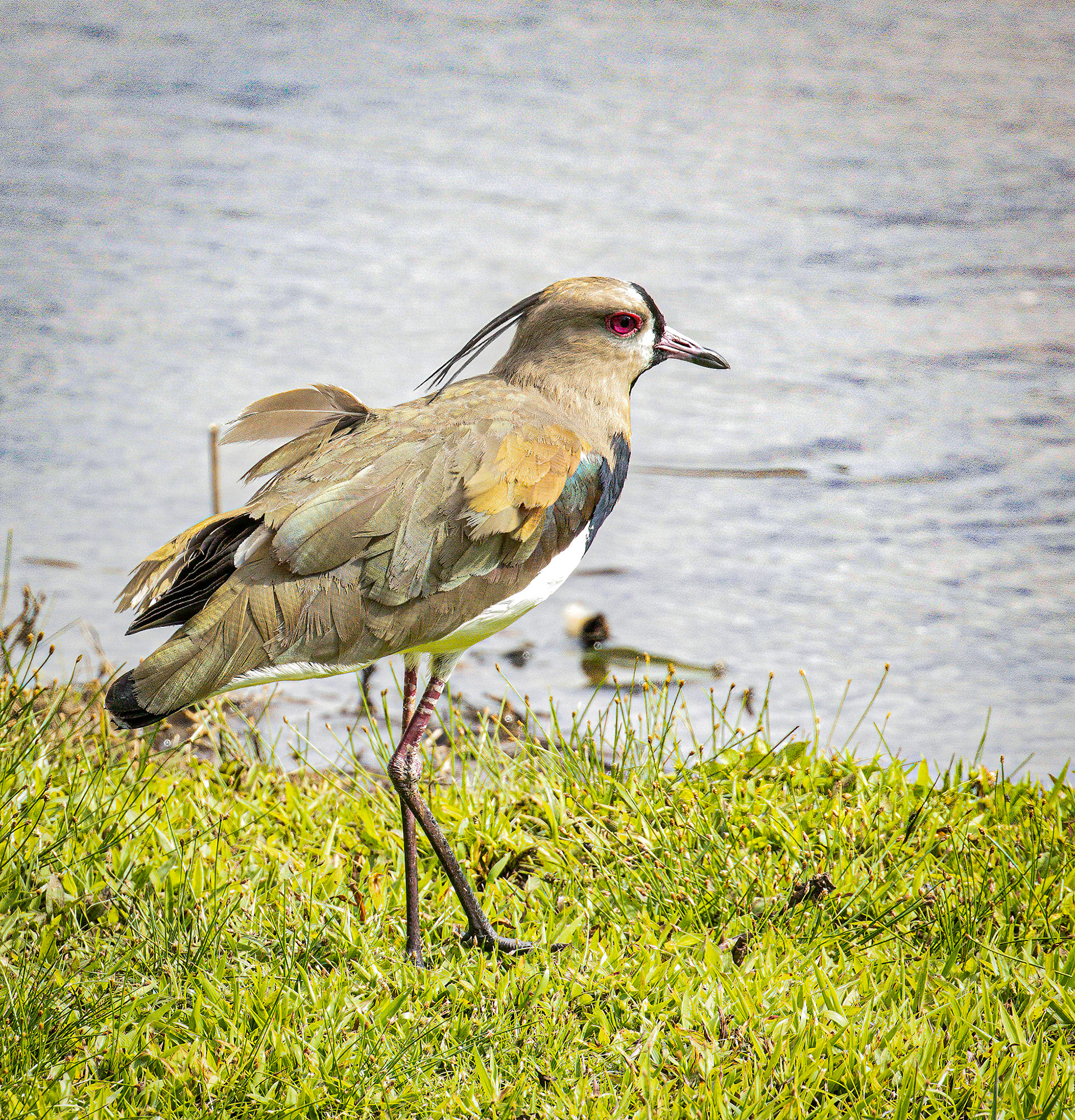 Southern Lapwing