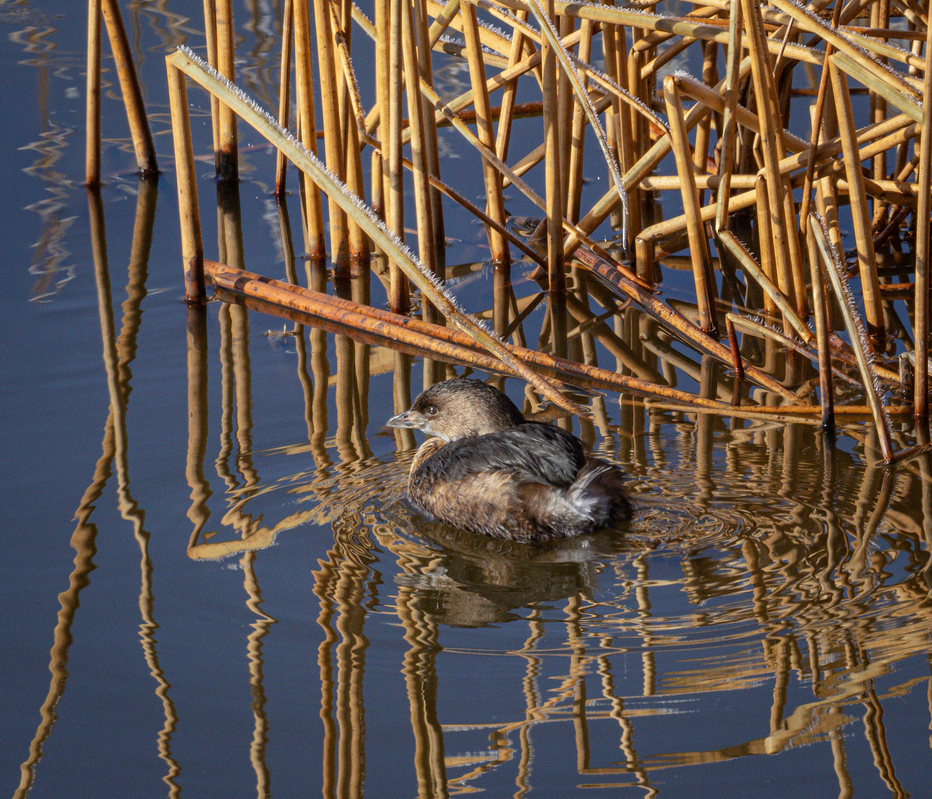 Pied Grebe