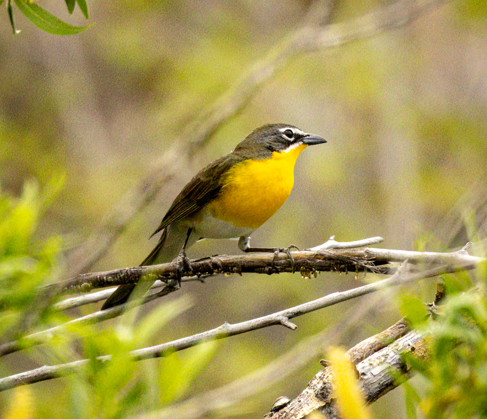 Yellow-breasted Chat