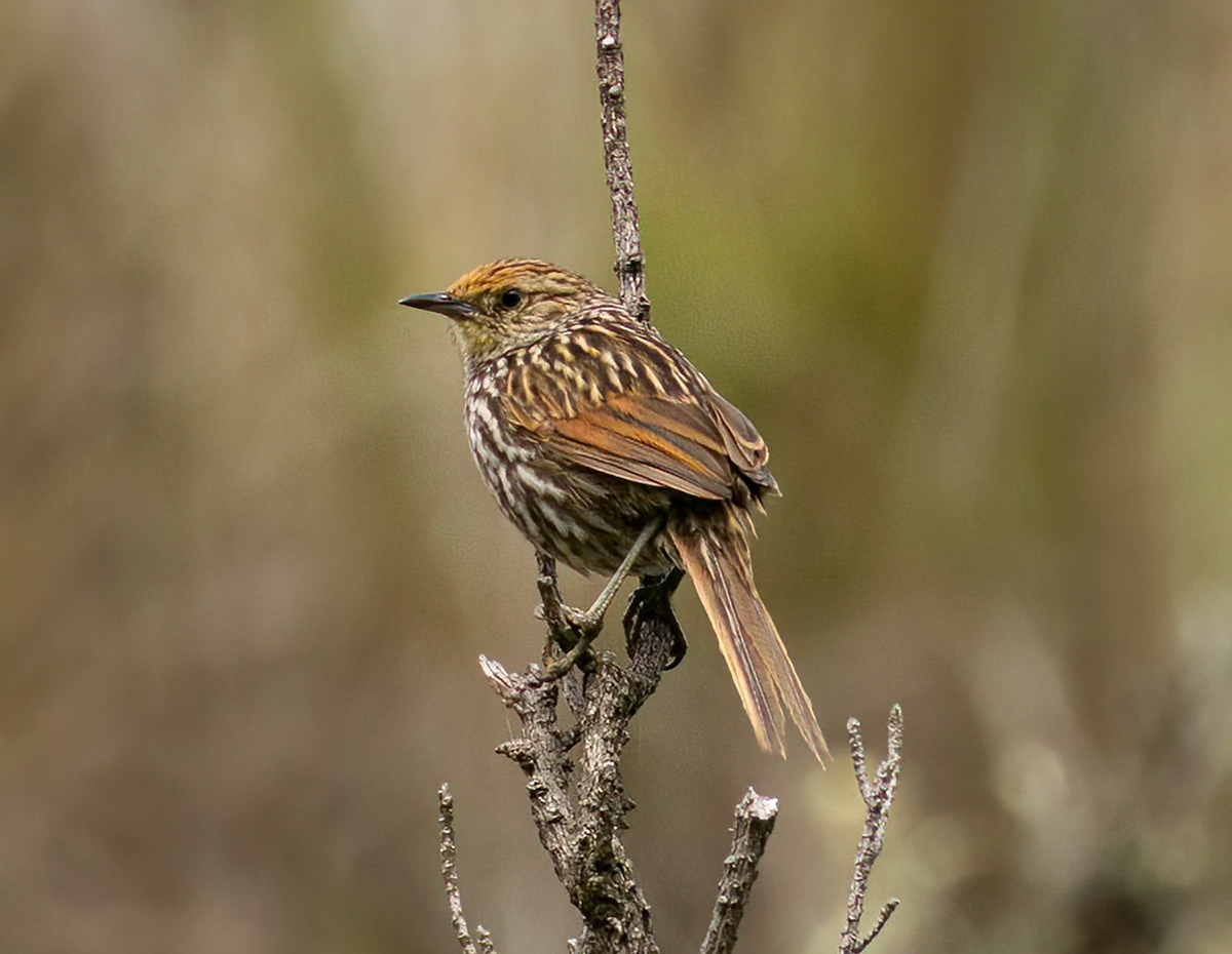 Many-striped Canastero