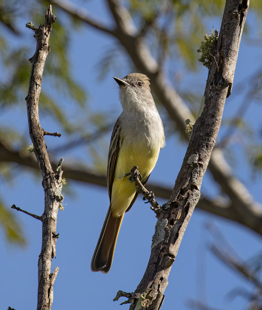 -throated Flycatcher