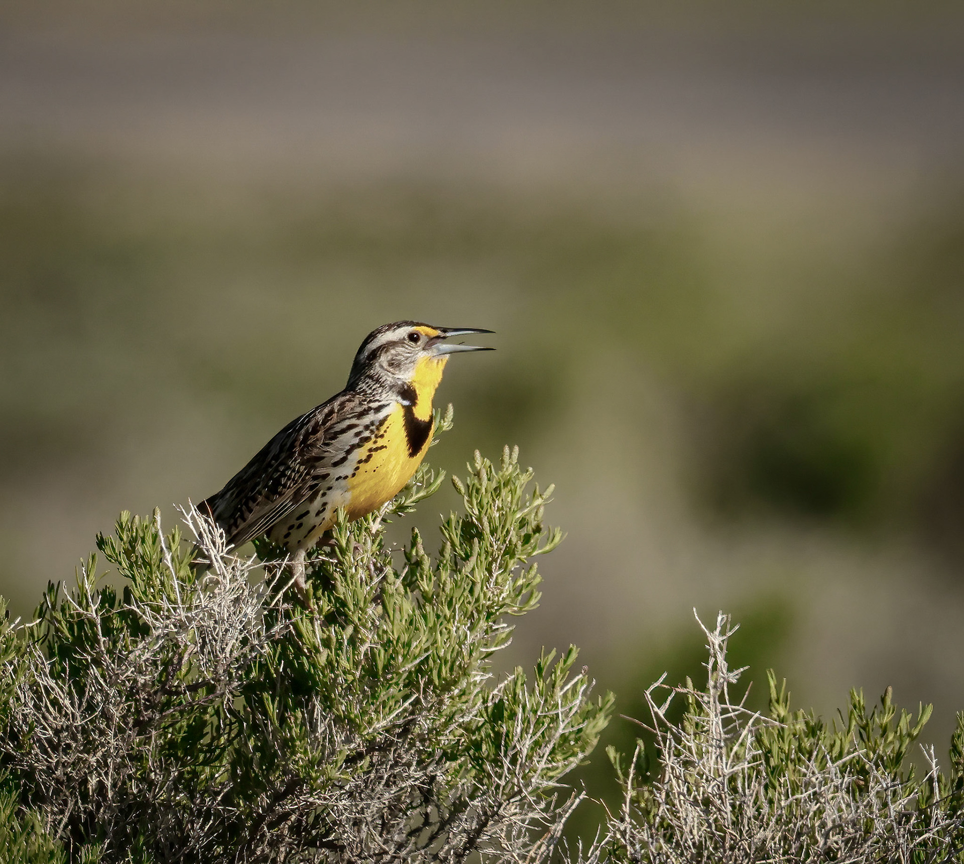 Western Meadowlark