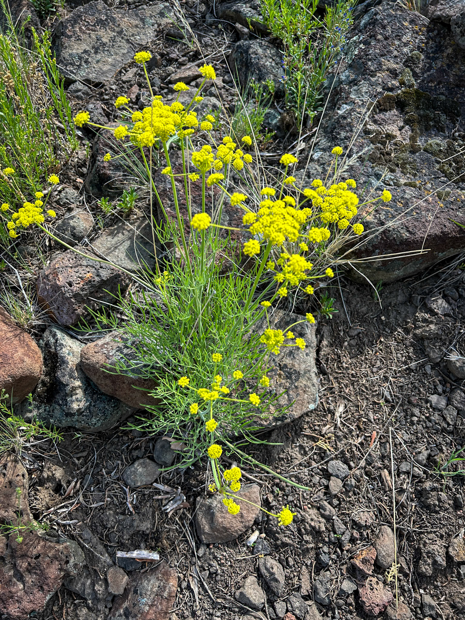 Pungent Desert Parsley