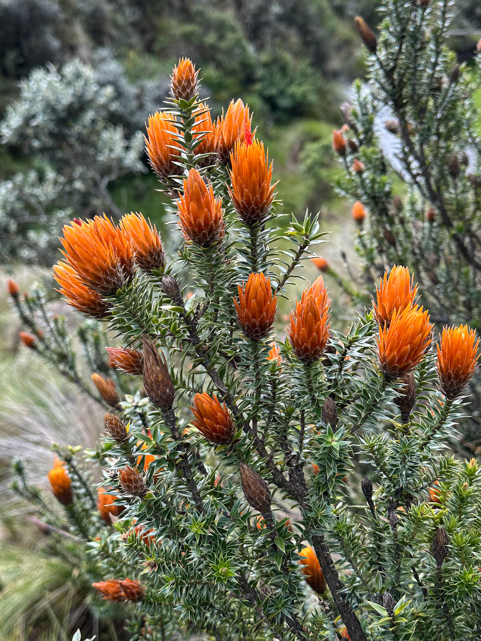 Churuiraga Jussieu (no common name)