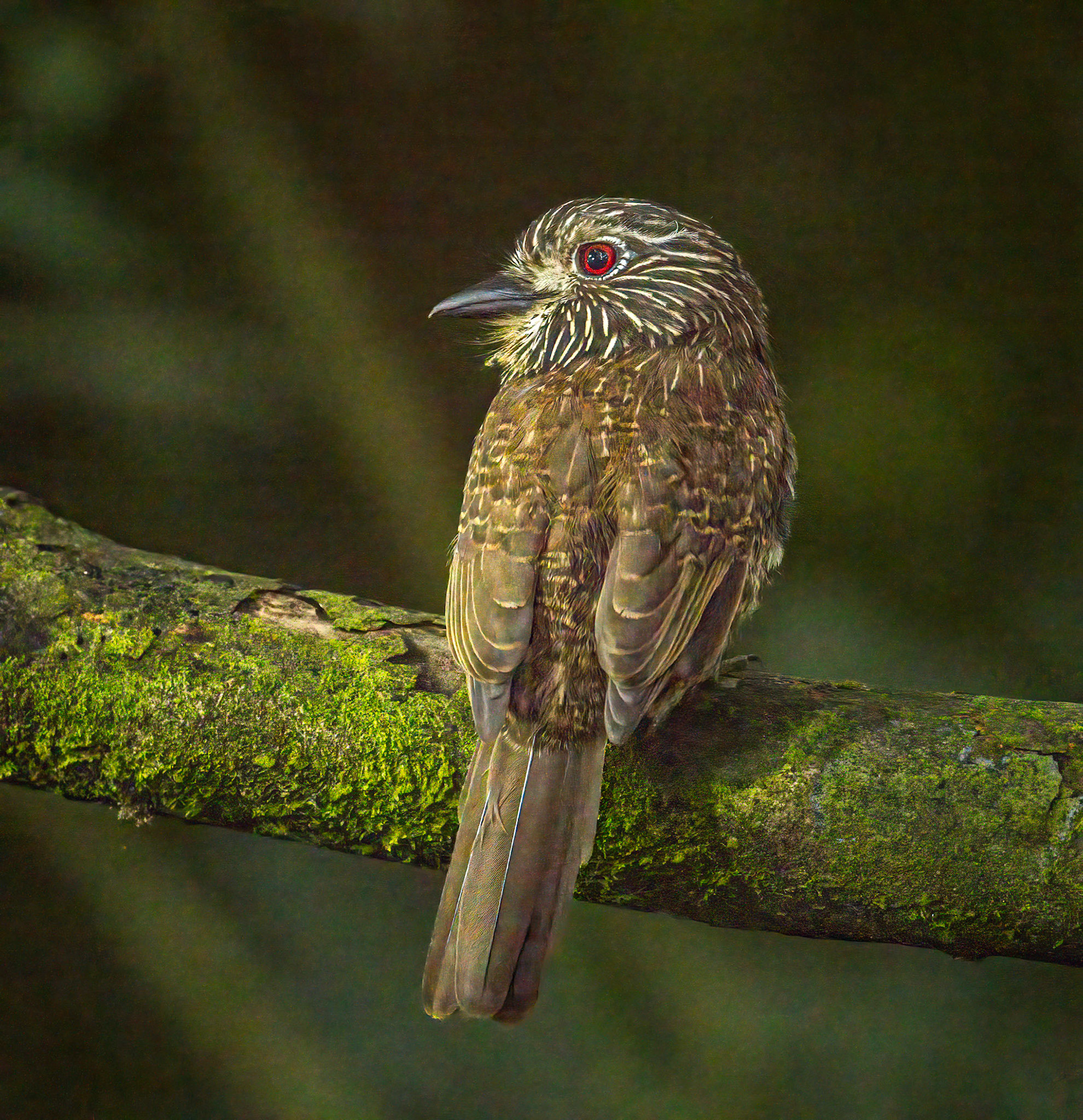 Black-streaked Puffbird