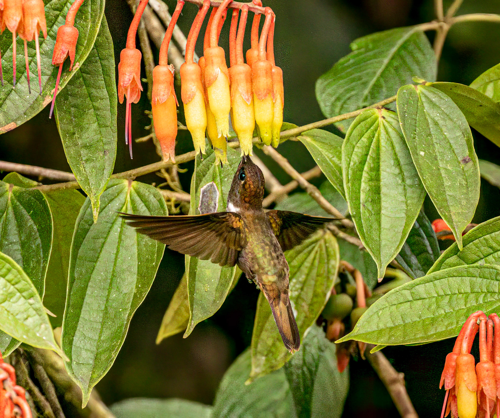 Brown Inca Hummingbird