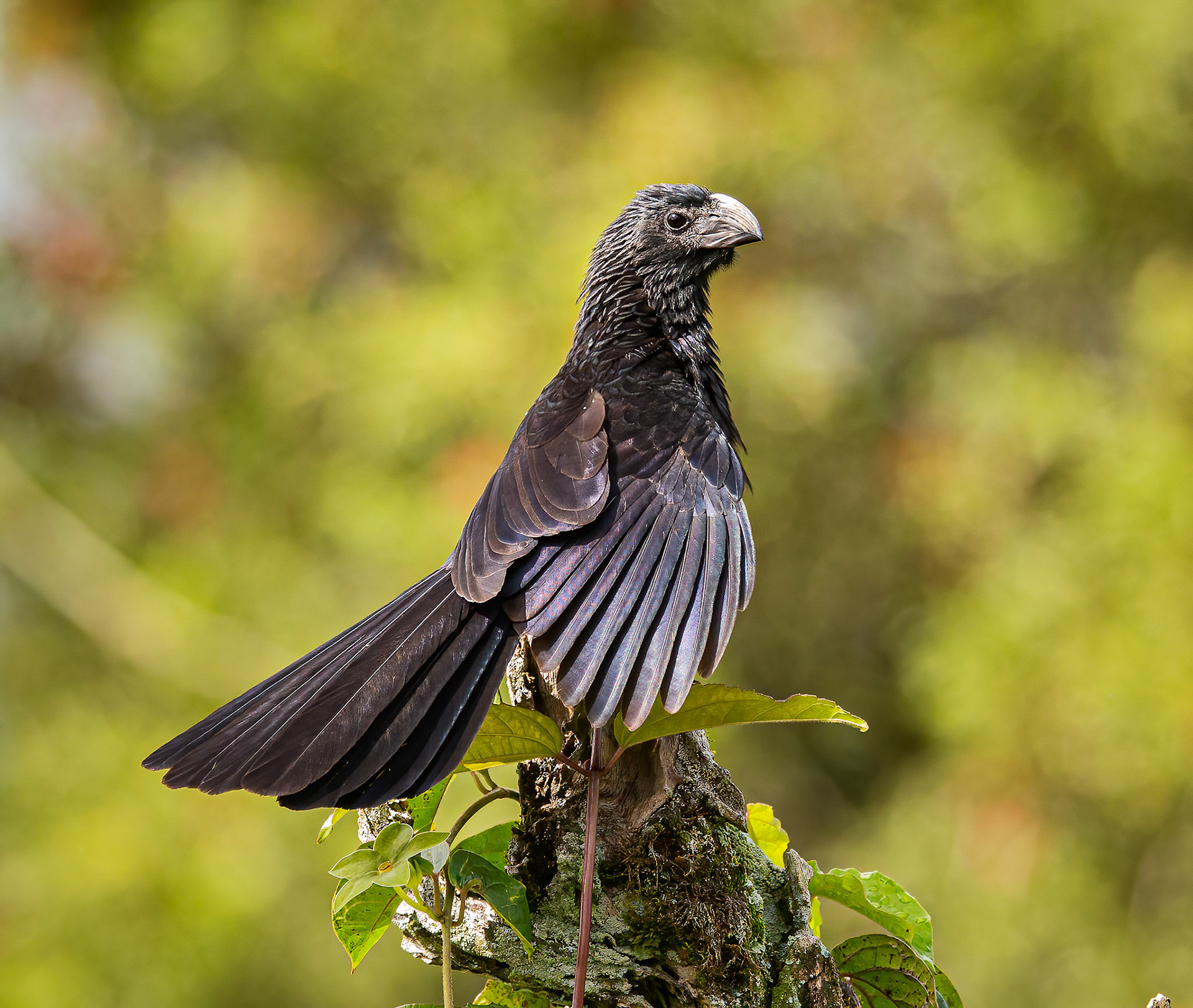 Groove-billed Ani