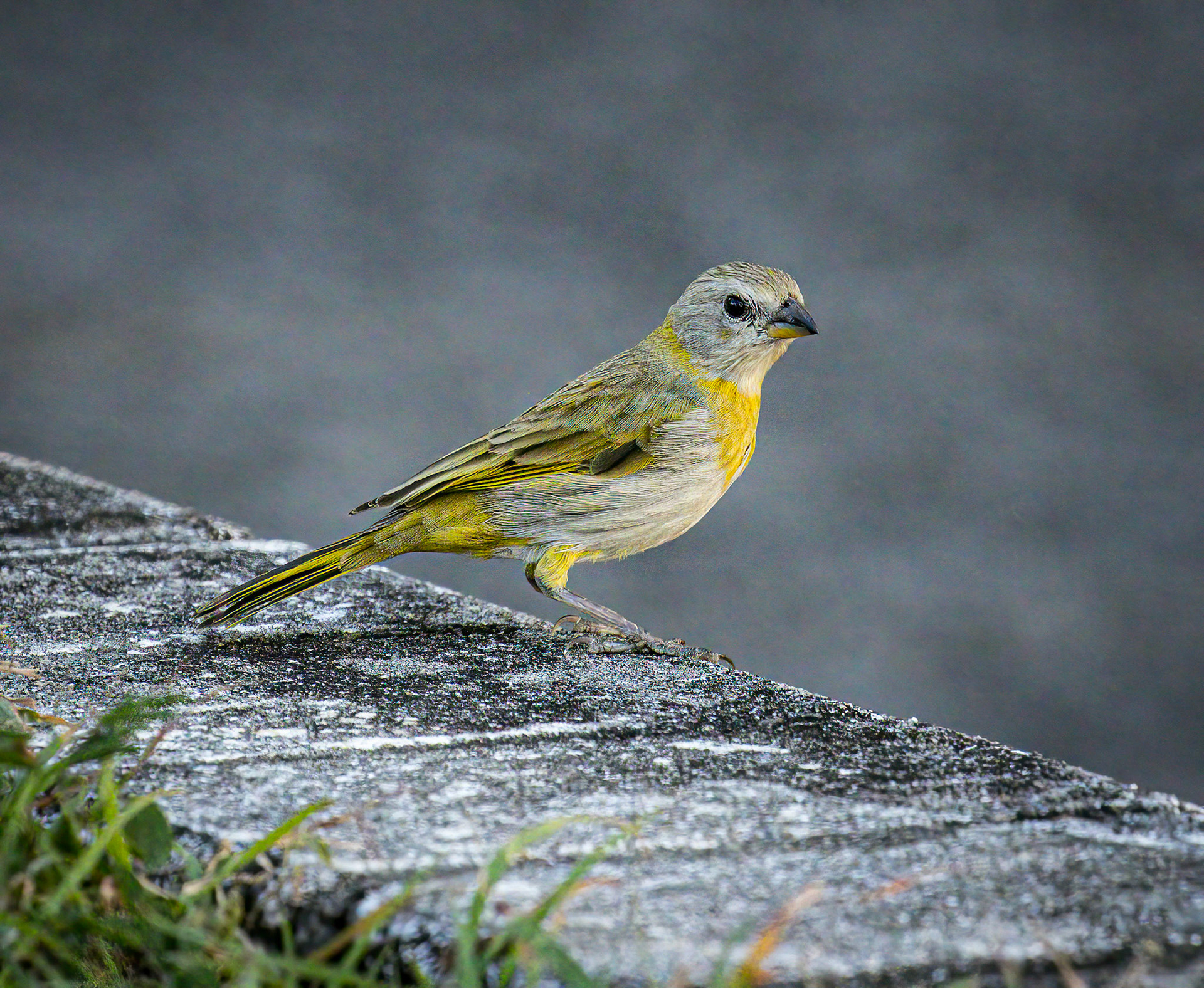 Saffron Finch at Hotel Radisson grounds, Panama City