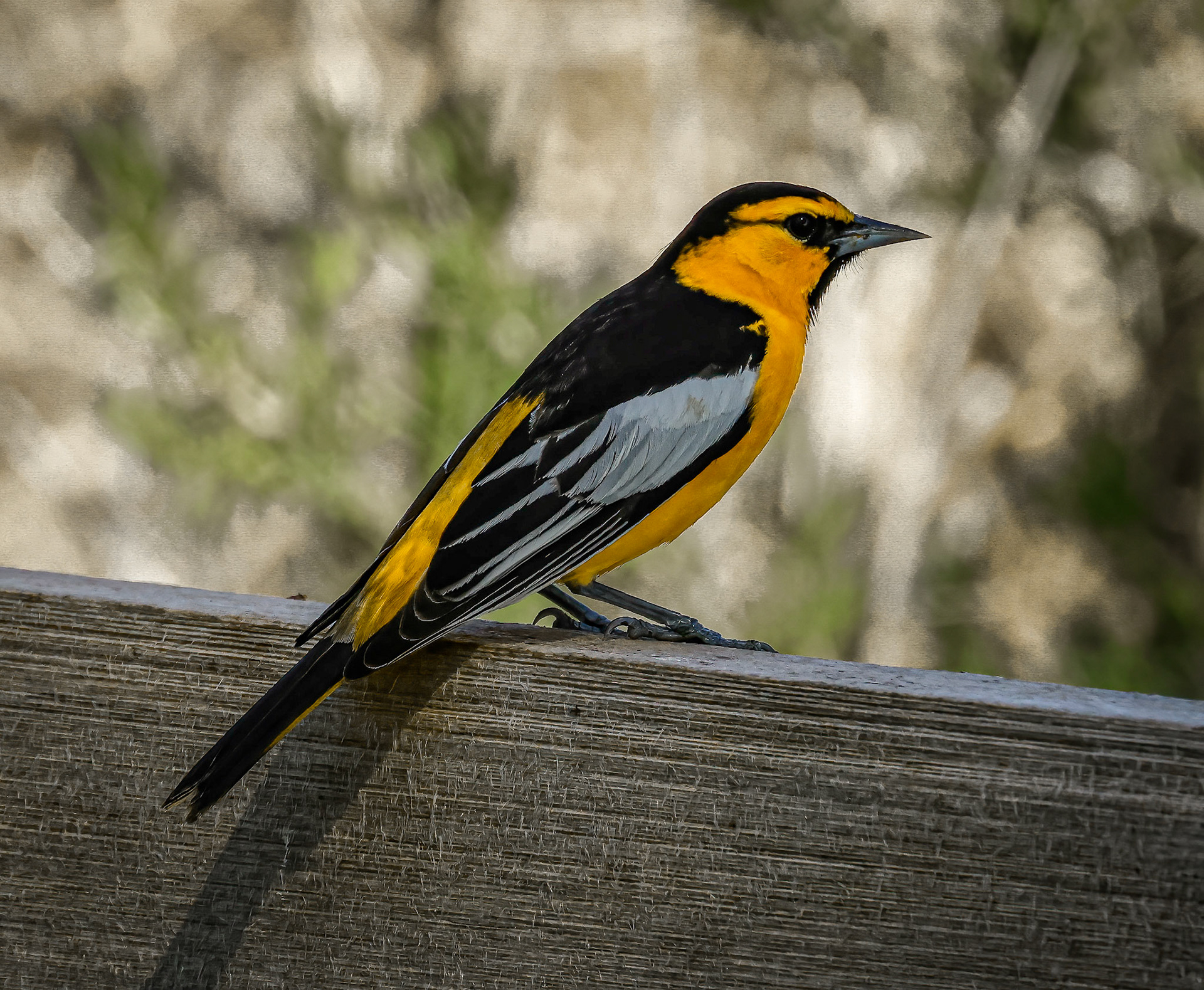 Bullock's Oriole