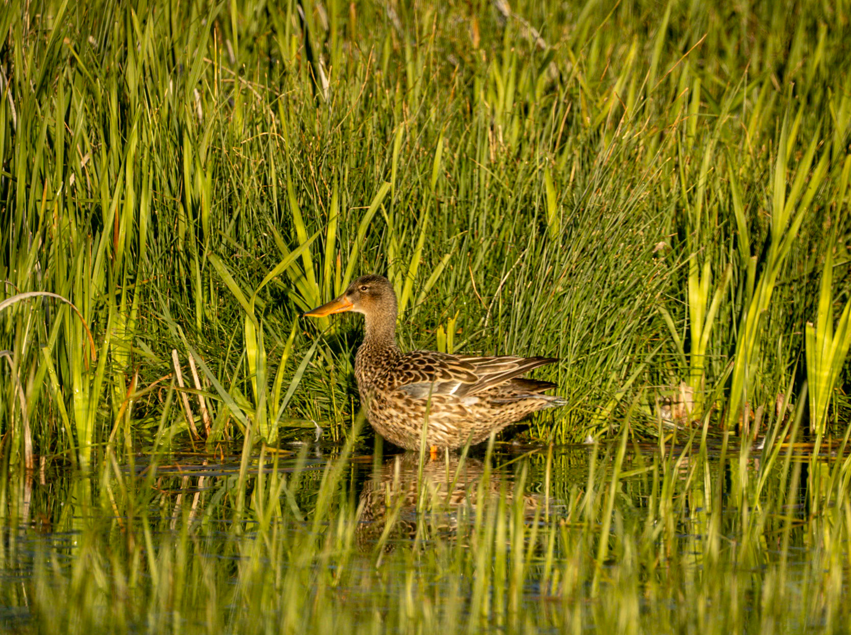 Northern Shoveler