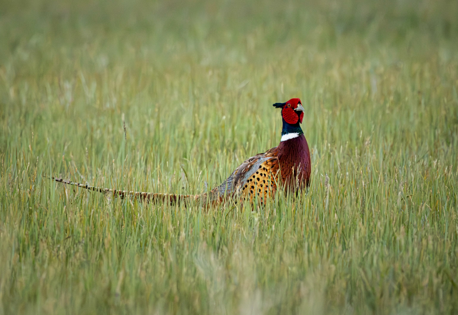 Ring-necked Pheasant
