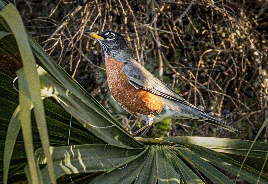 American Robin