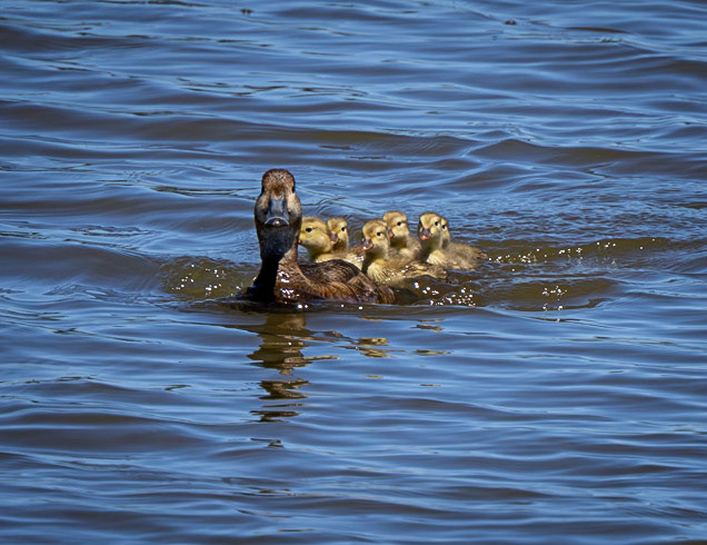 Redhead Ducks