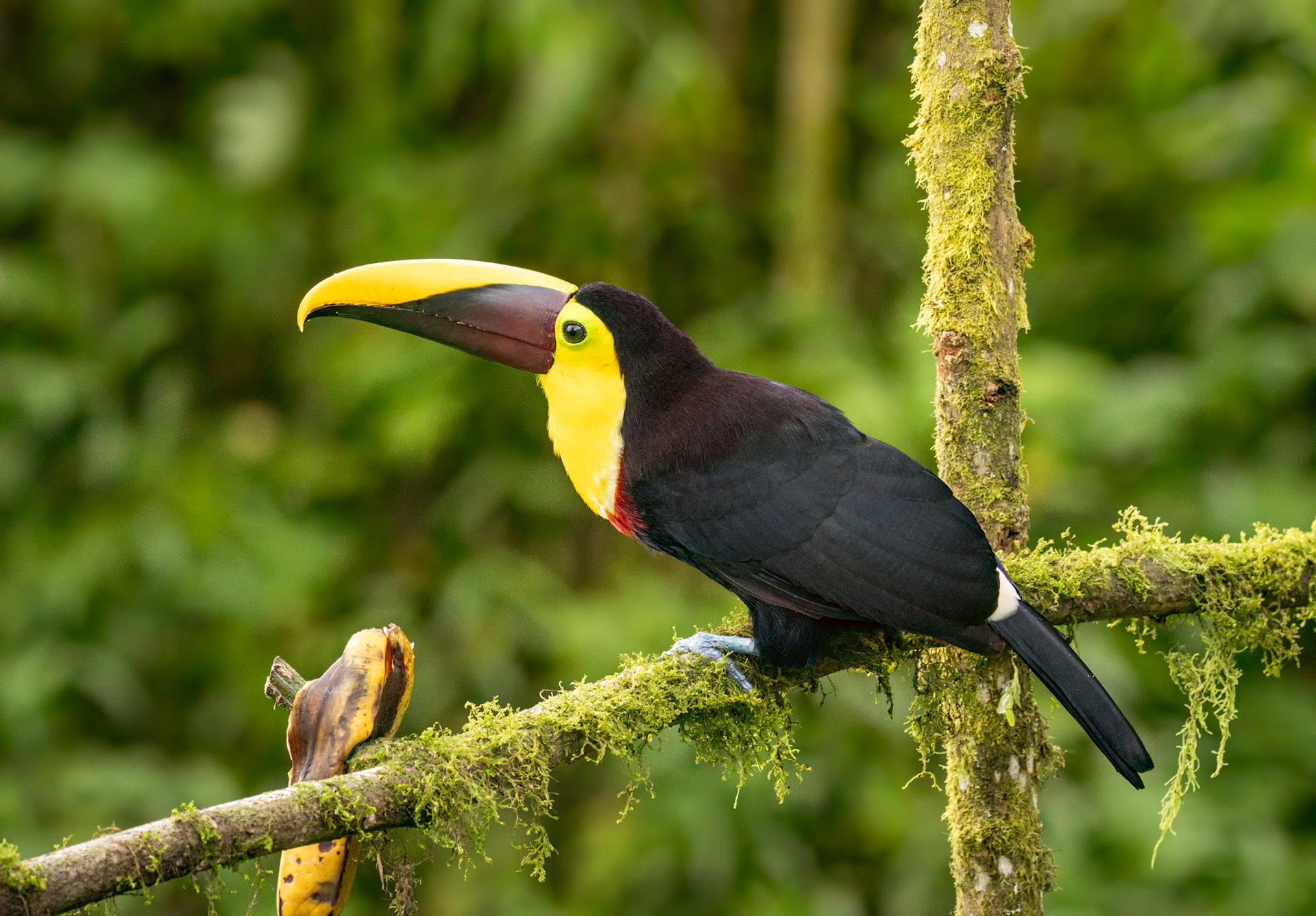 Yellow-throated Toucan