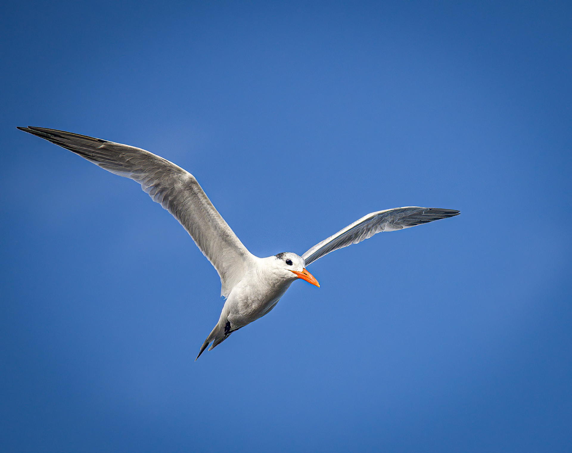 Royal Tern
