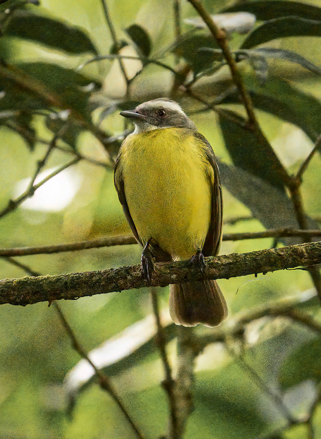 Social Flycatcher