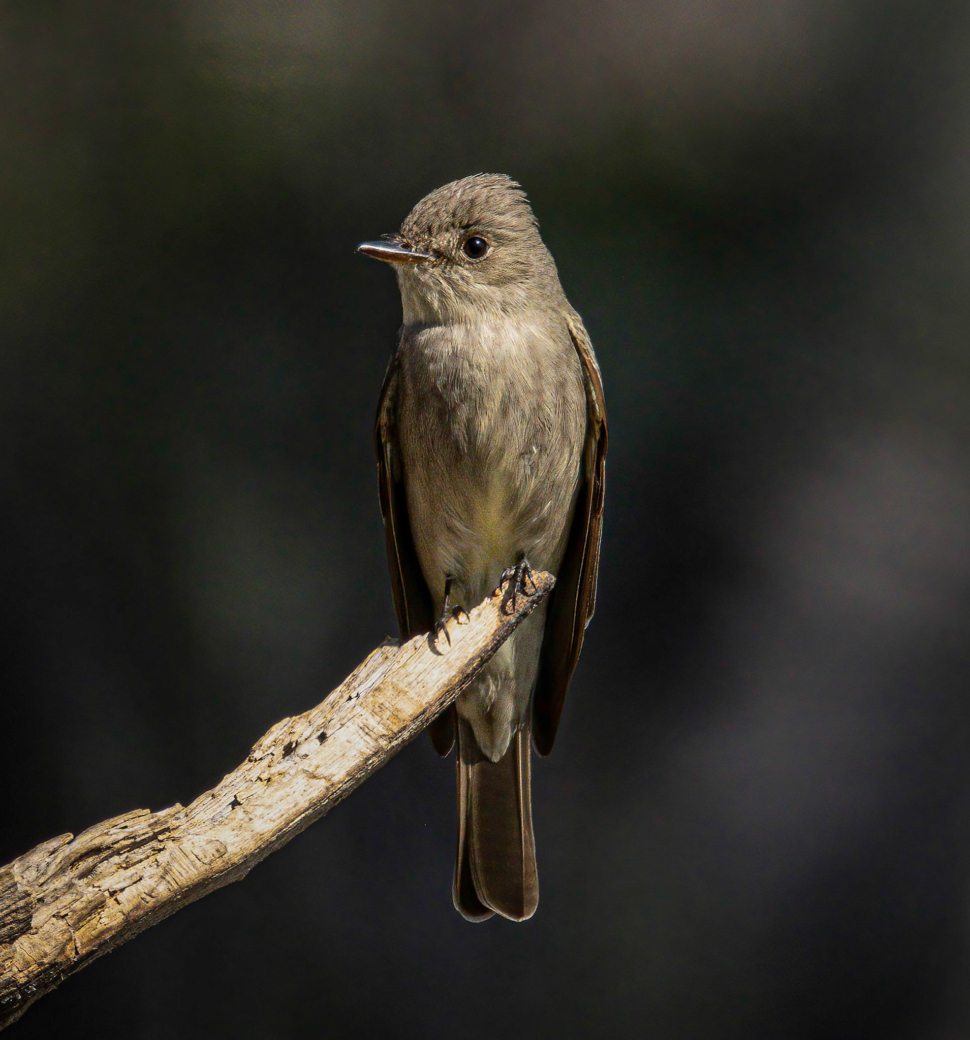Western Wood Peewee