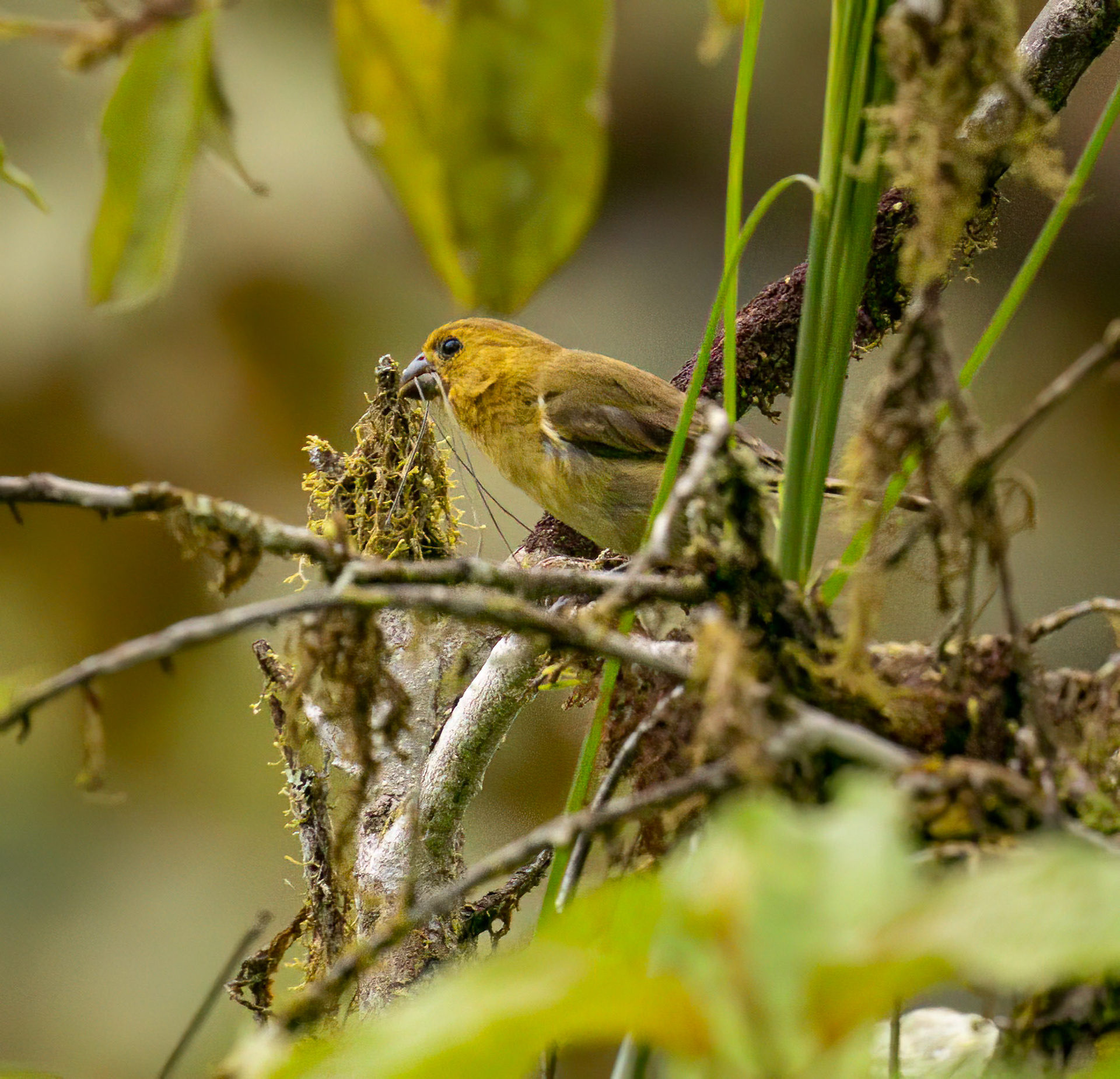 Variable Seedeater
