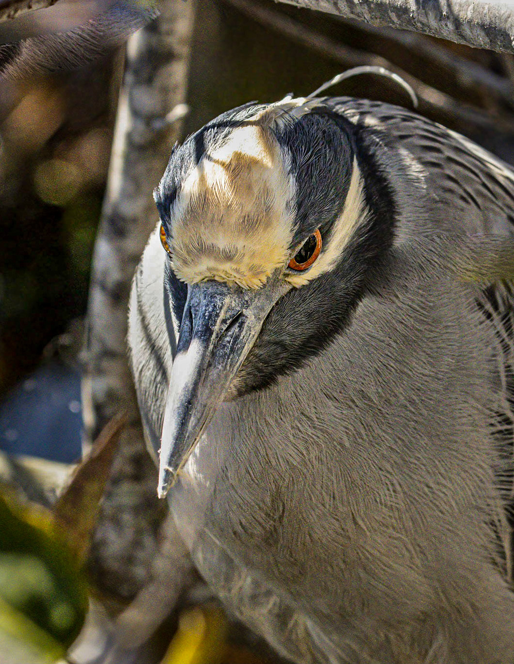 Yellow-crowned Night Heron