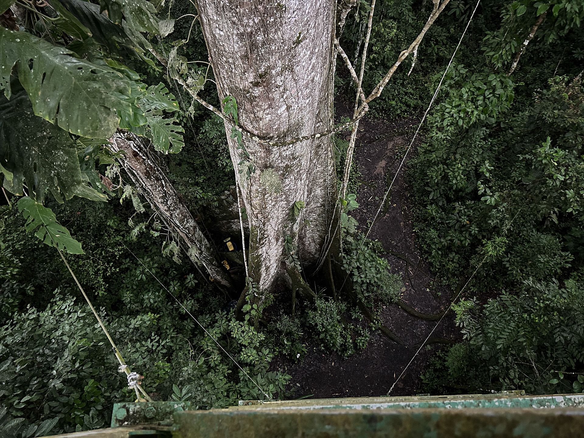On the stairs of the Sani Lodge Tower in Kapok Tree