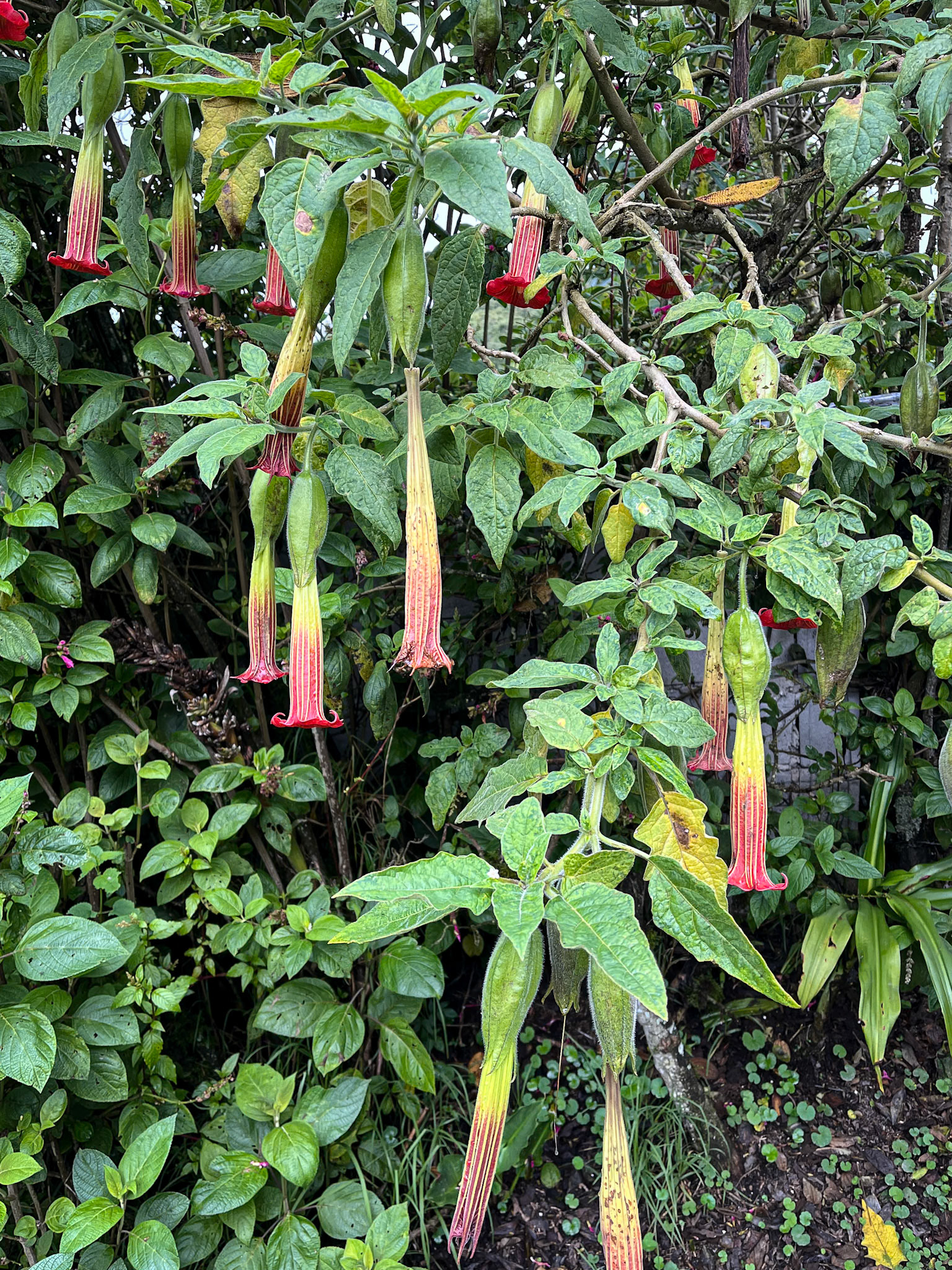 Red Angel's Trumpet