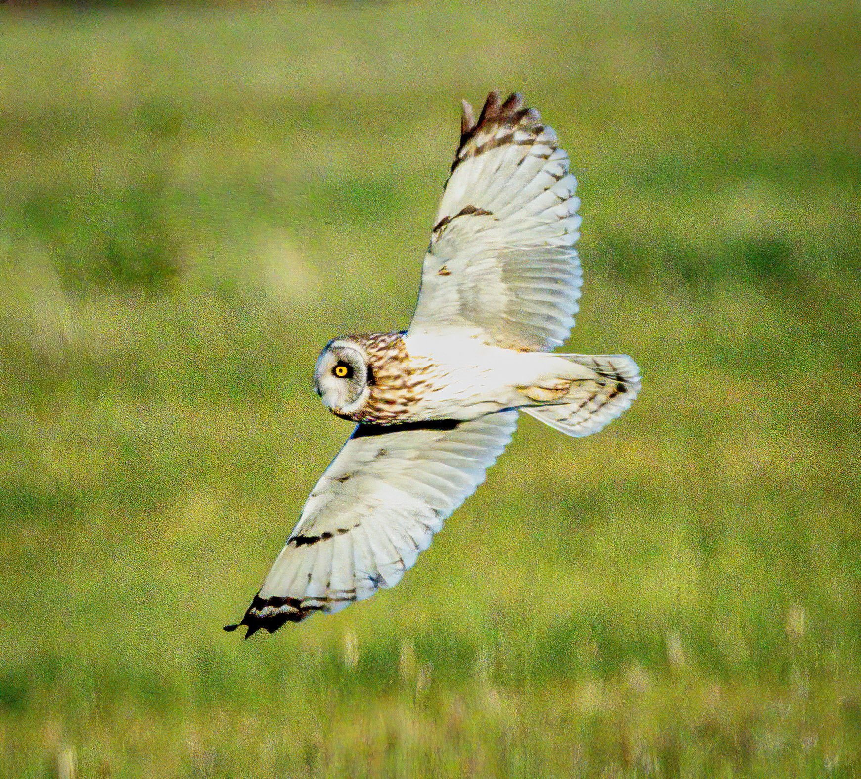 Short-eared Owl