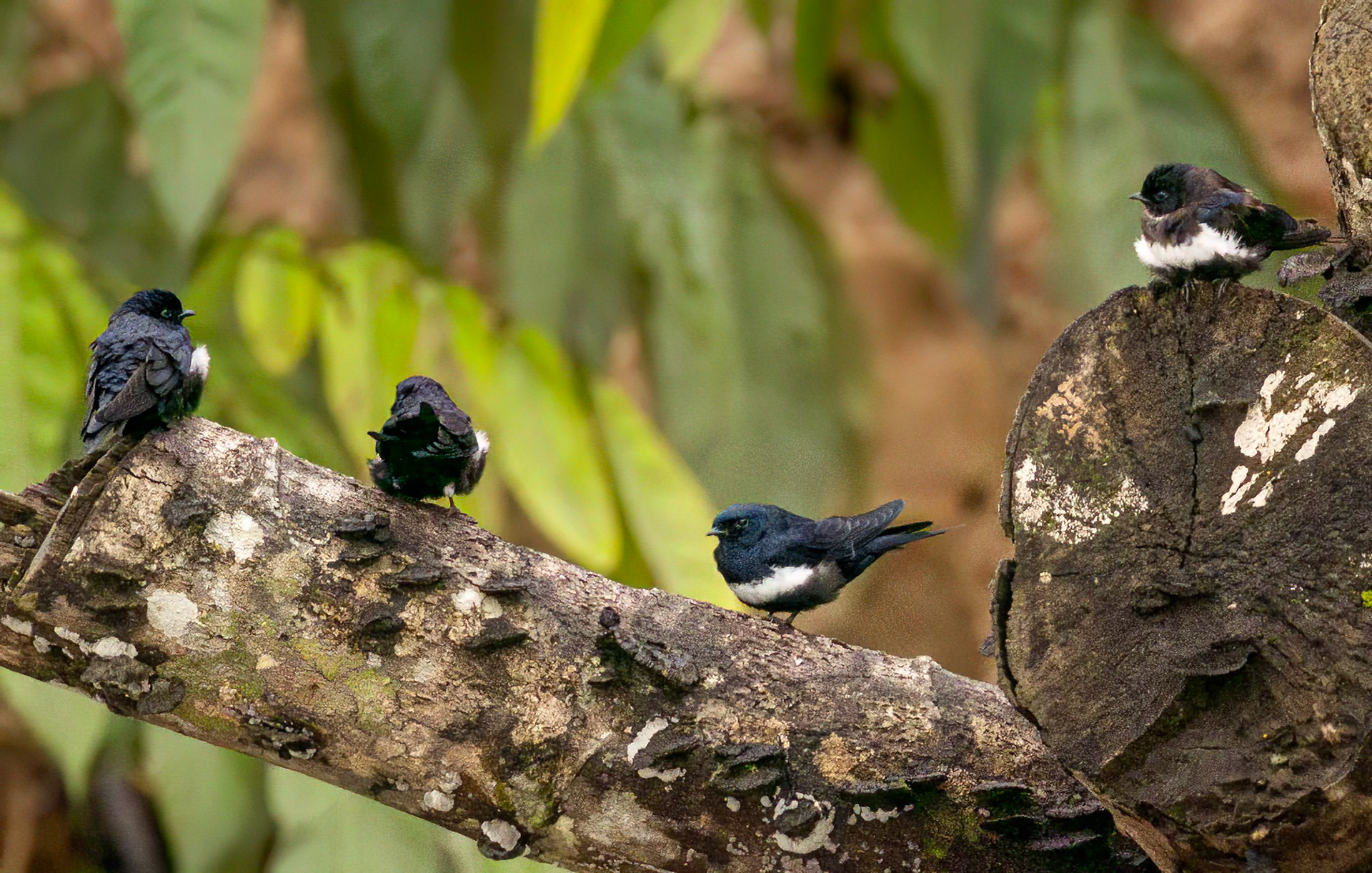 White-banded Swallow