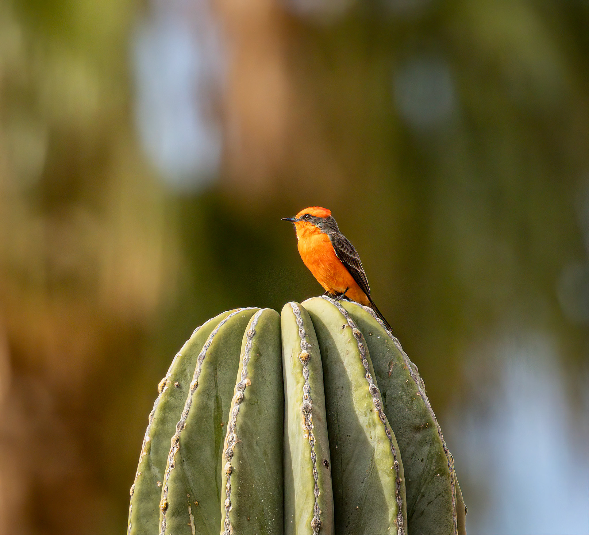 Vermillion Flycatcher