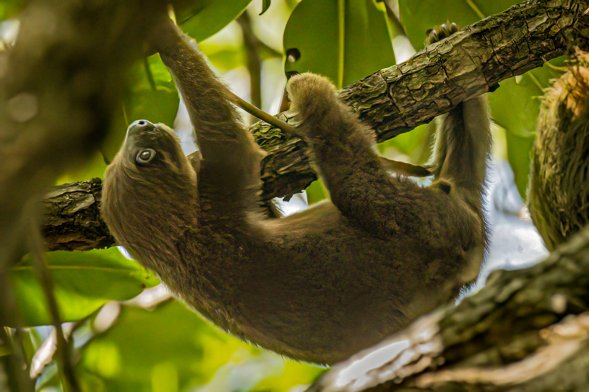 A very young 3-toed Sloth